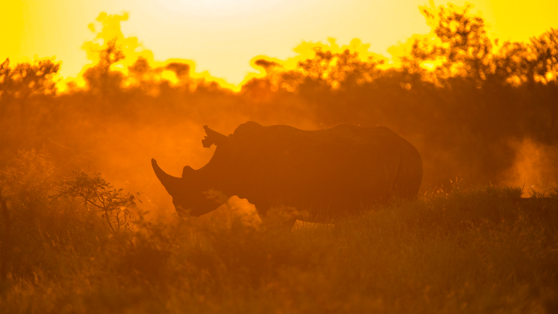 White Rhino, Manyeleti Game Reserve, South Africa