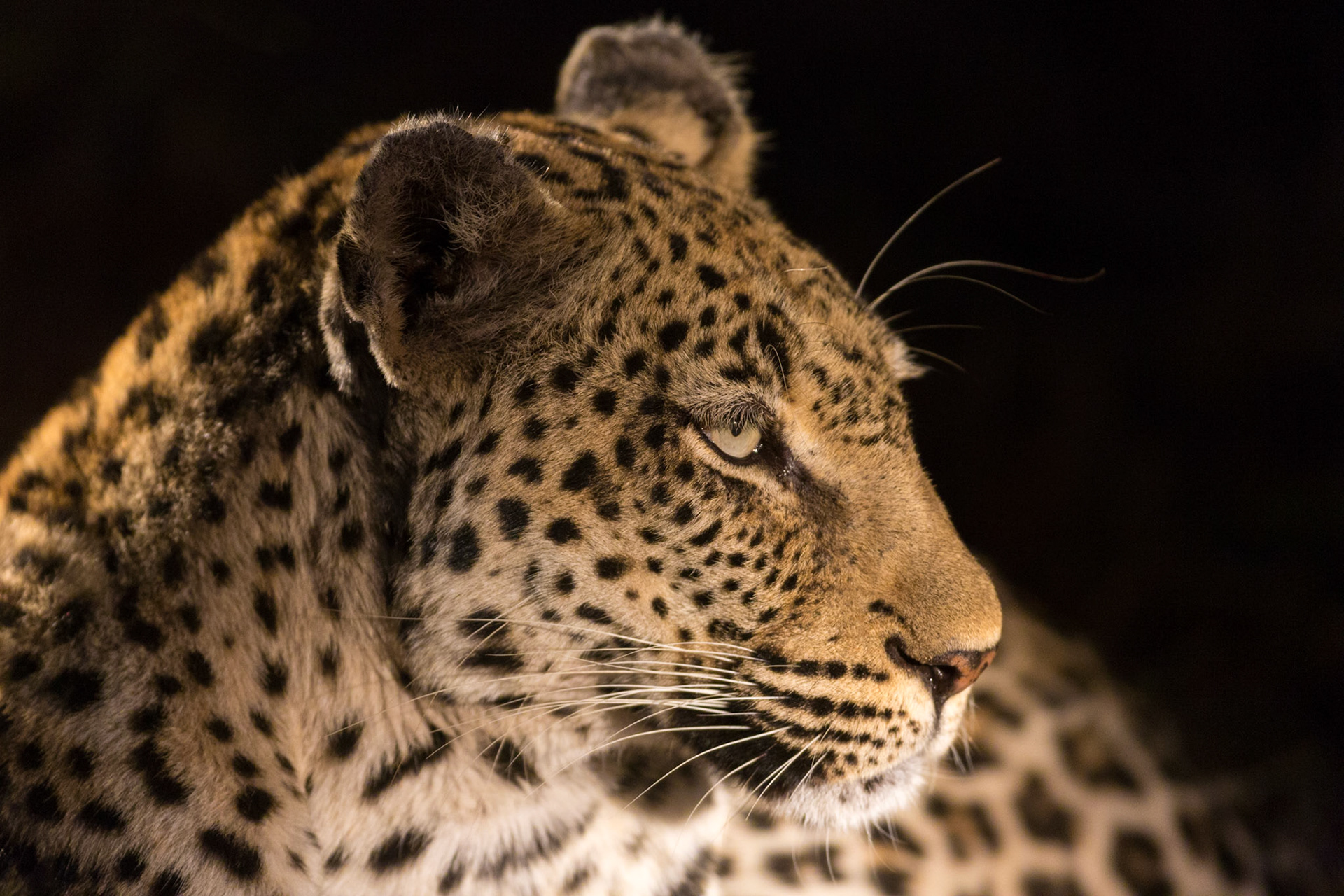 Leopard, Timbavati Game Reserve, South Africa