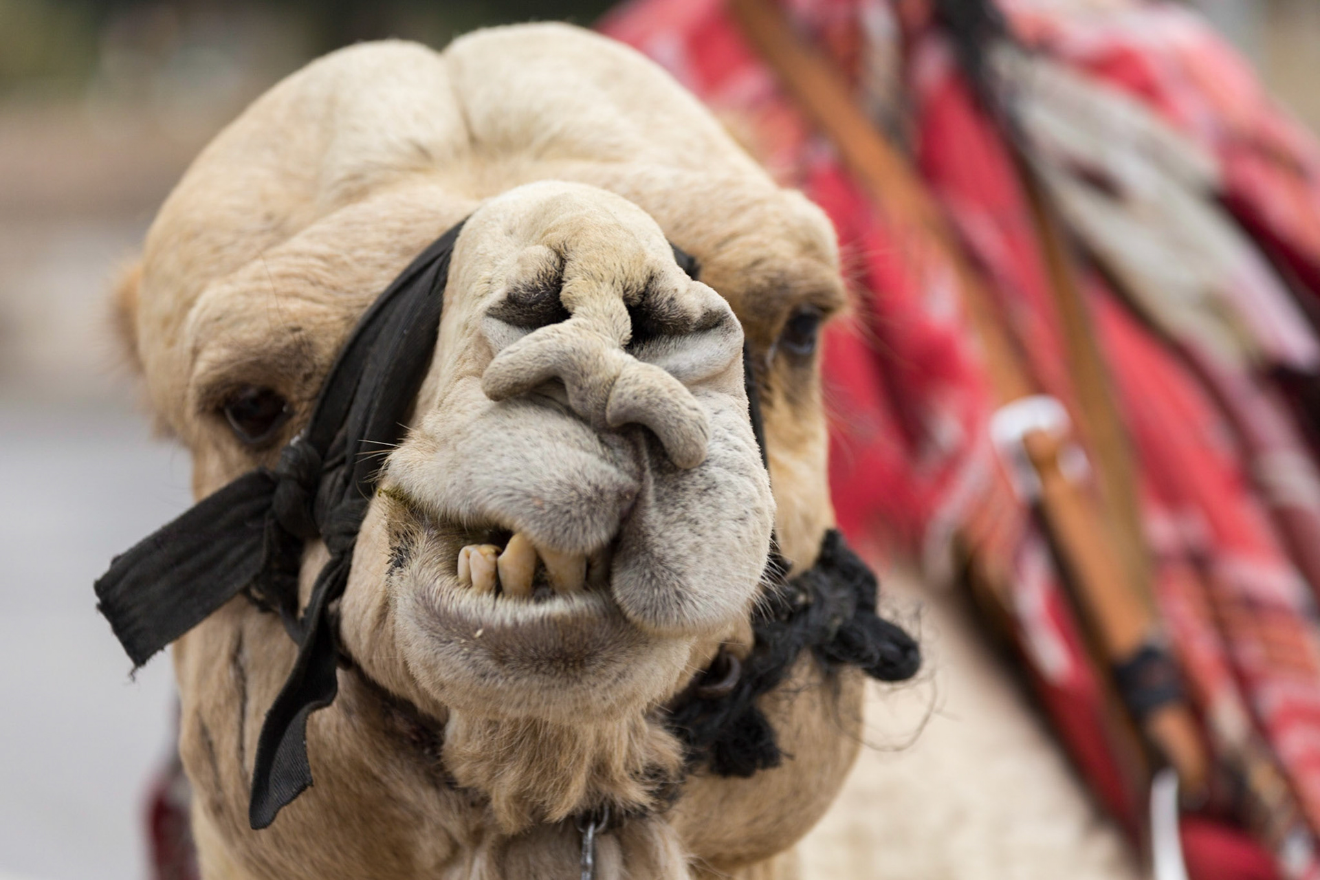 Camel, Jerusalem, Israel