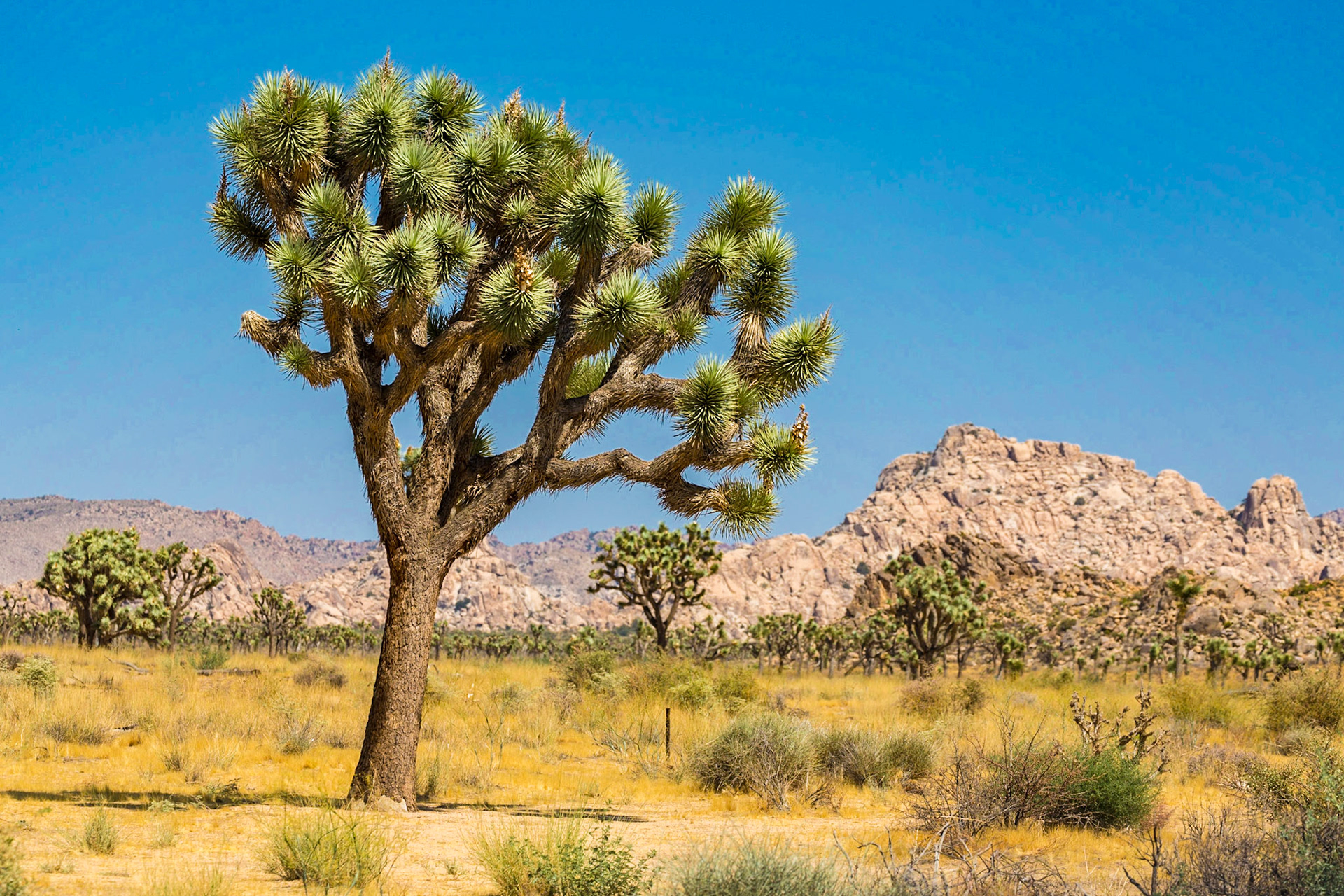 Joshua Tree National Park, California, USA