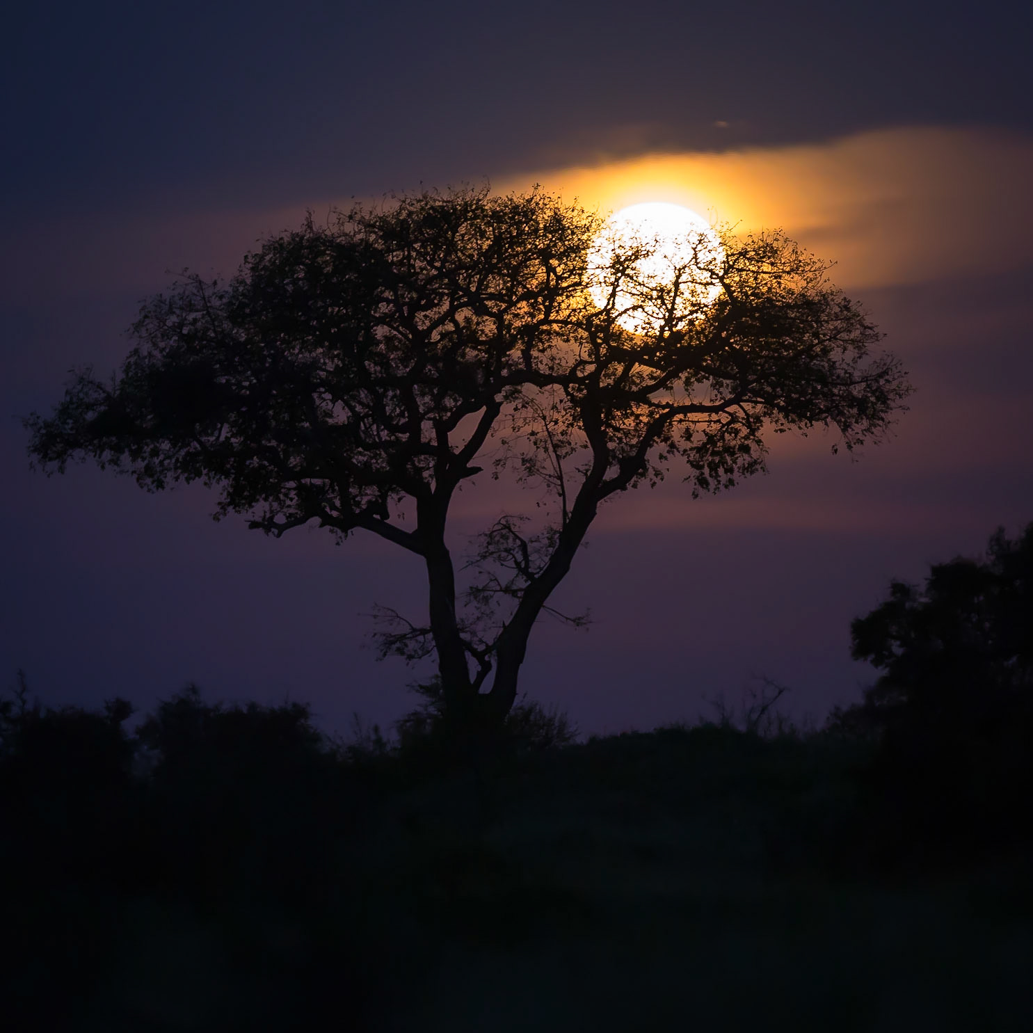 Sunset, Timbavati Game Reserve, South Africa