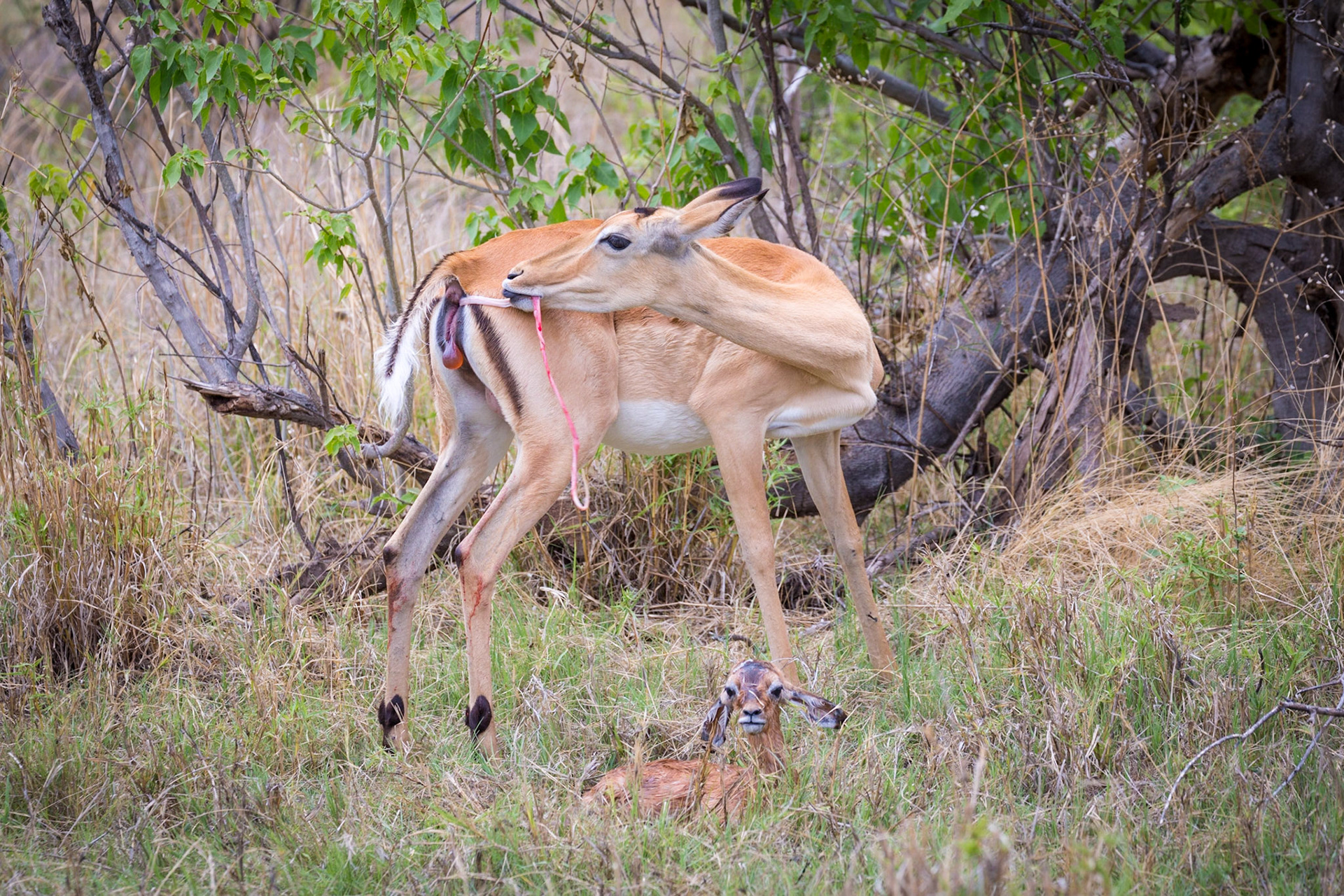 Impala giving birth, Okavango Delta, Botswana