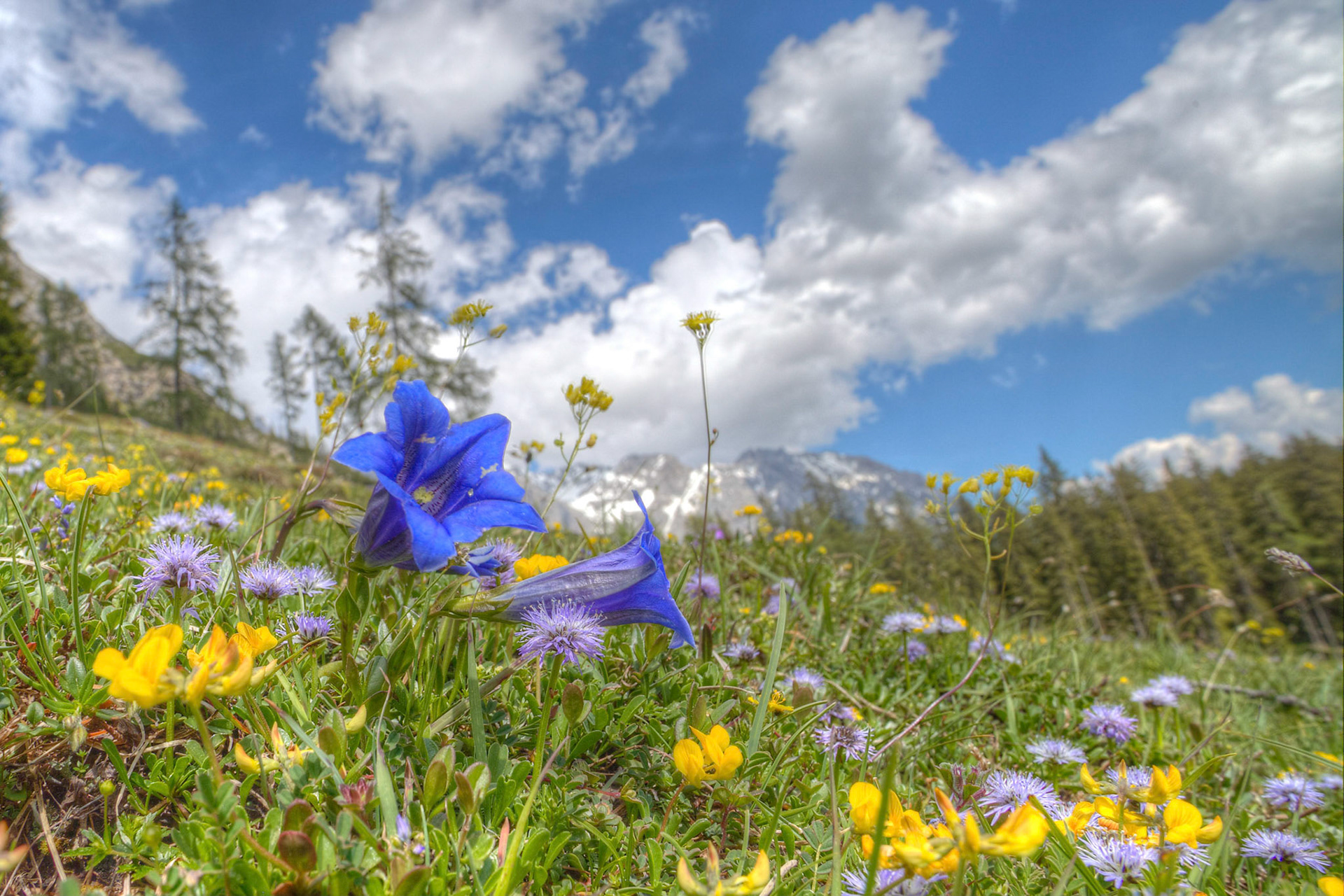 Gentian on Alpine Meadow, Dachstein Mountains, Austria