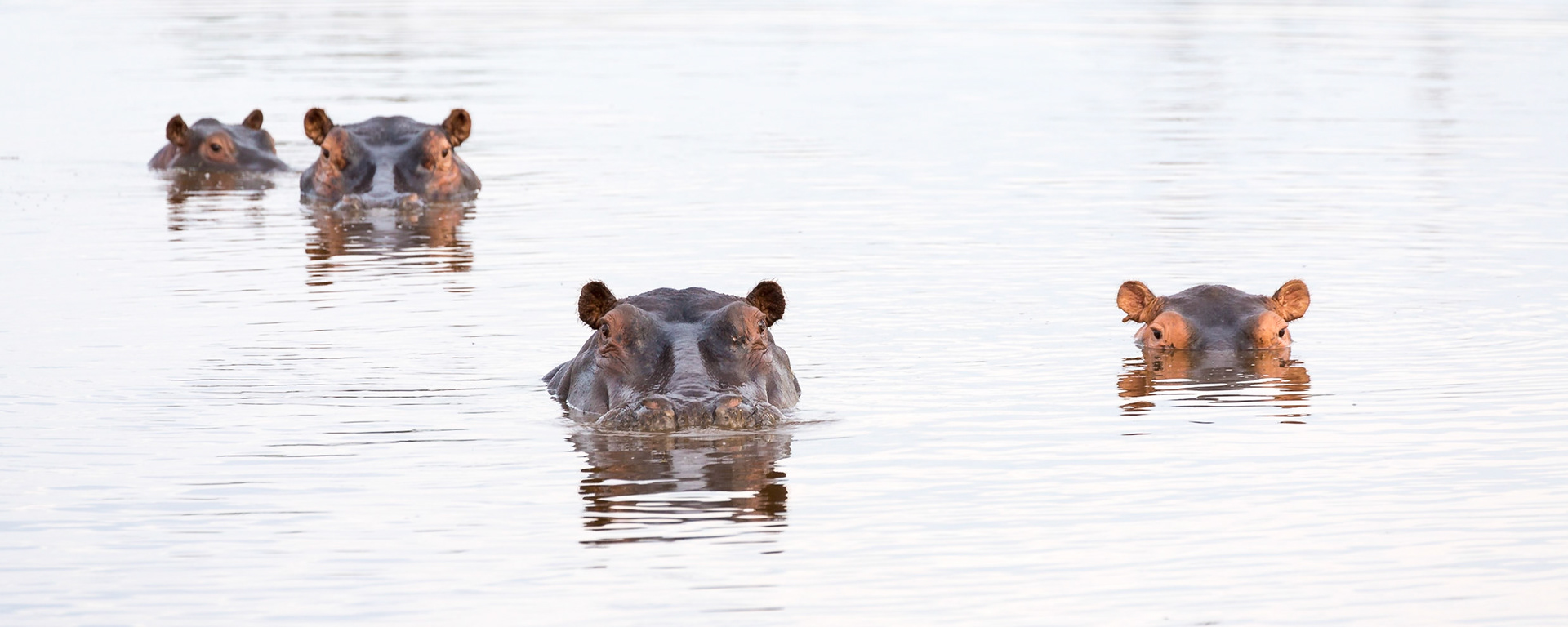 Hippos, Okavango Delta, Botswana