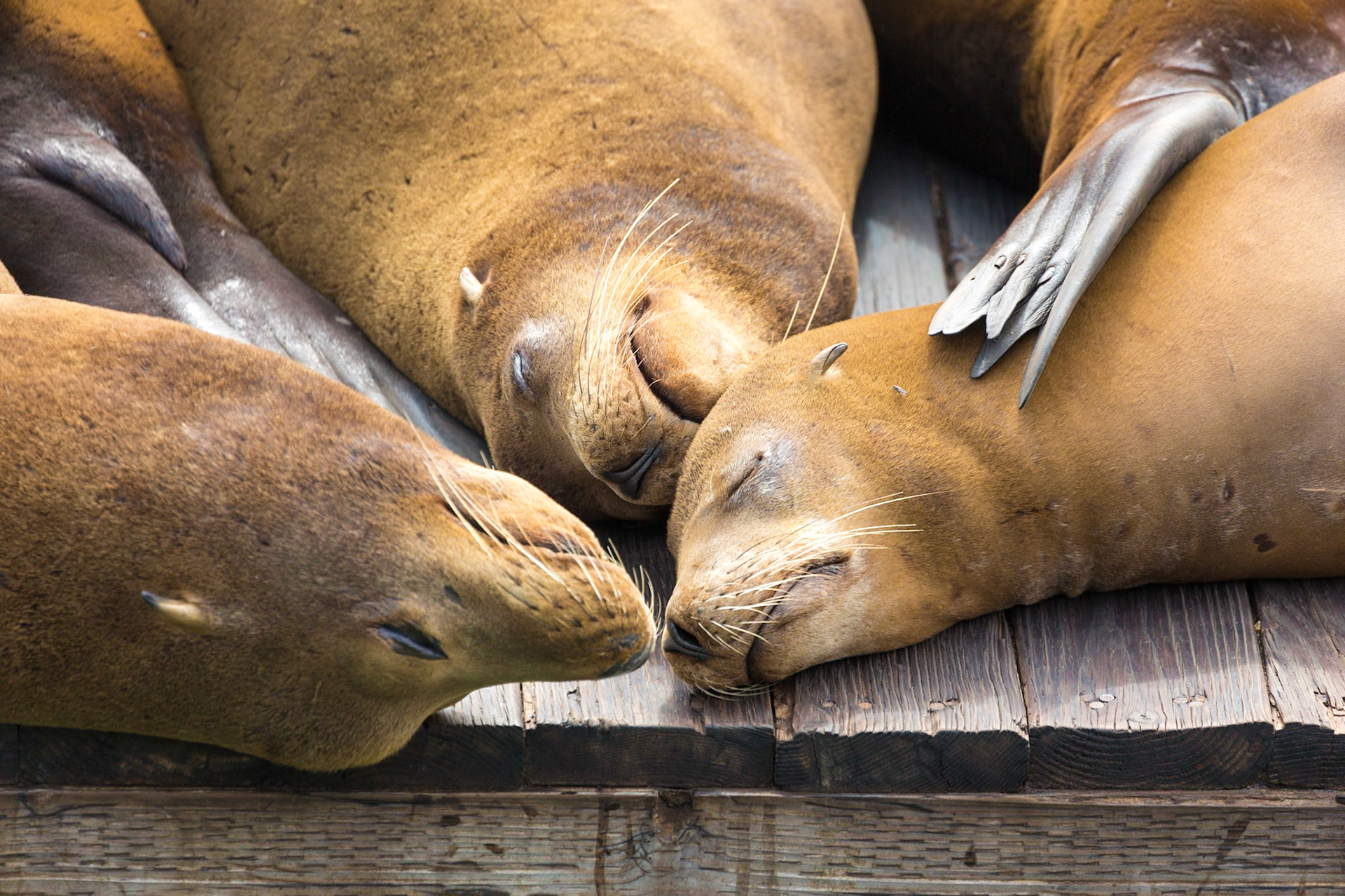 Sea Lions, San Francisco, California, USA