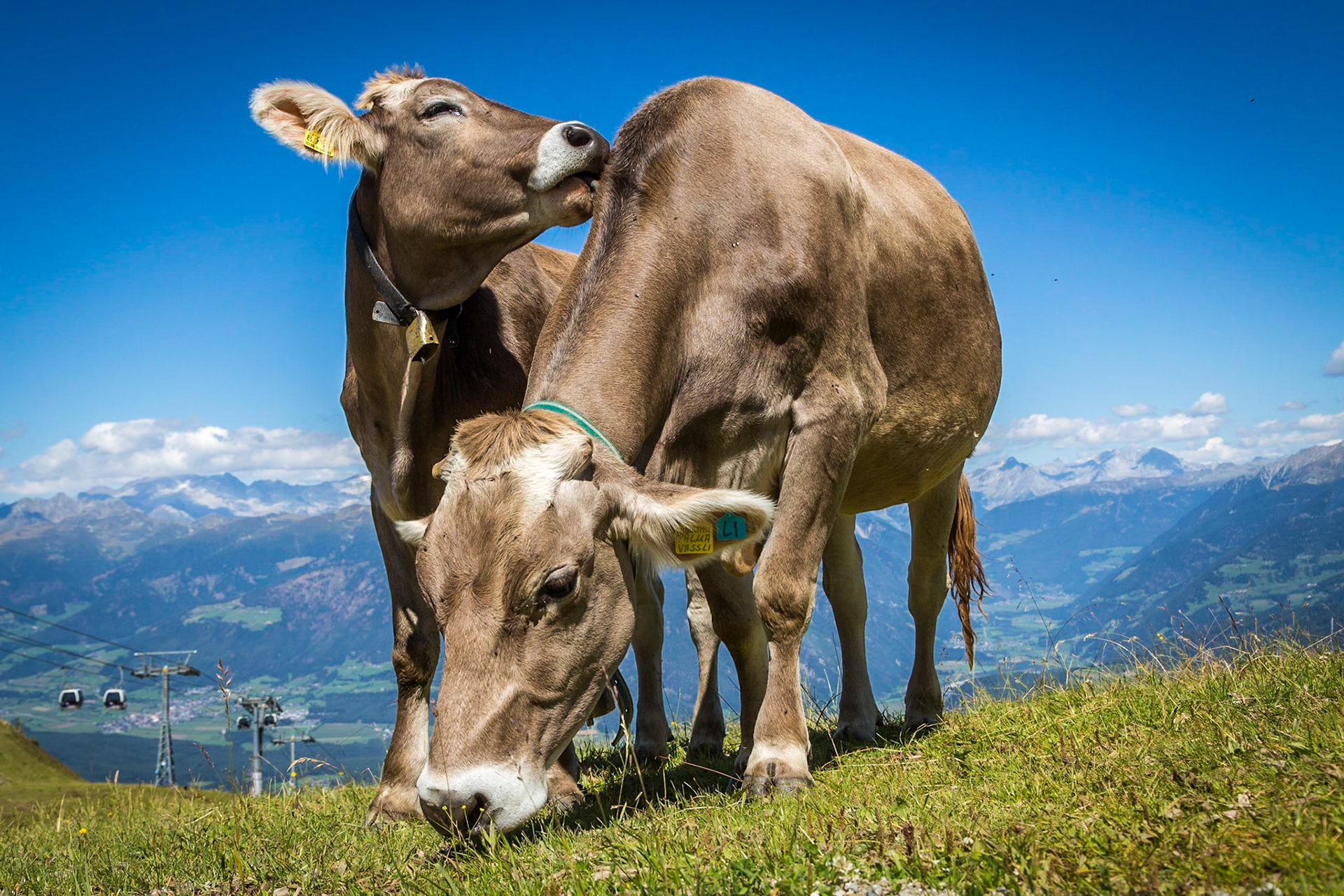 Brown Cattle, Dolomite Alps, South Tyrol, Italy
