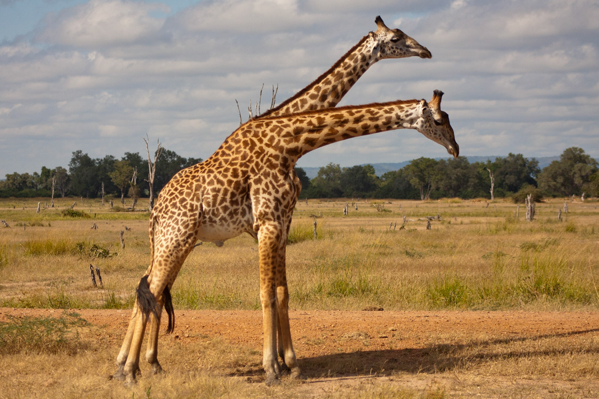 Rhodesian Giraffes, South Luangwa National Park, Zambia