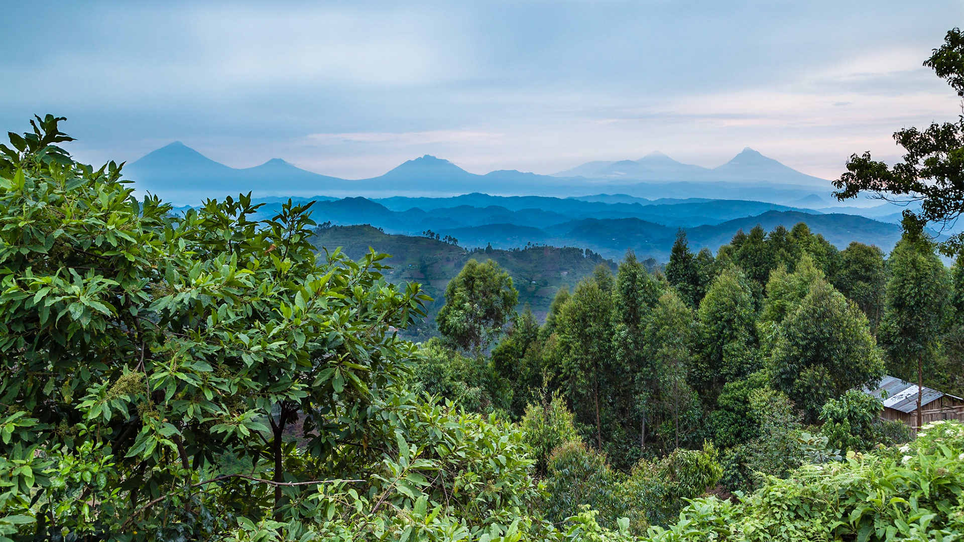 Virunga Volcanoes, Uganda