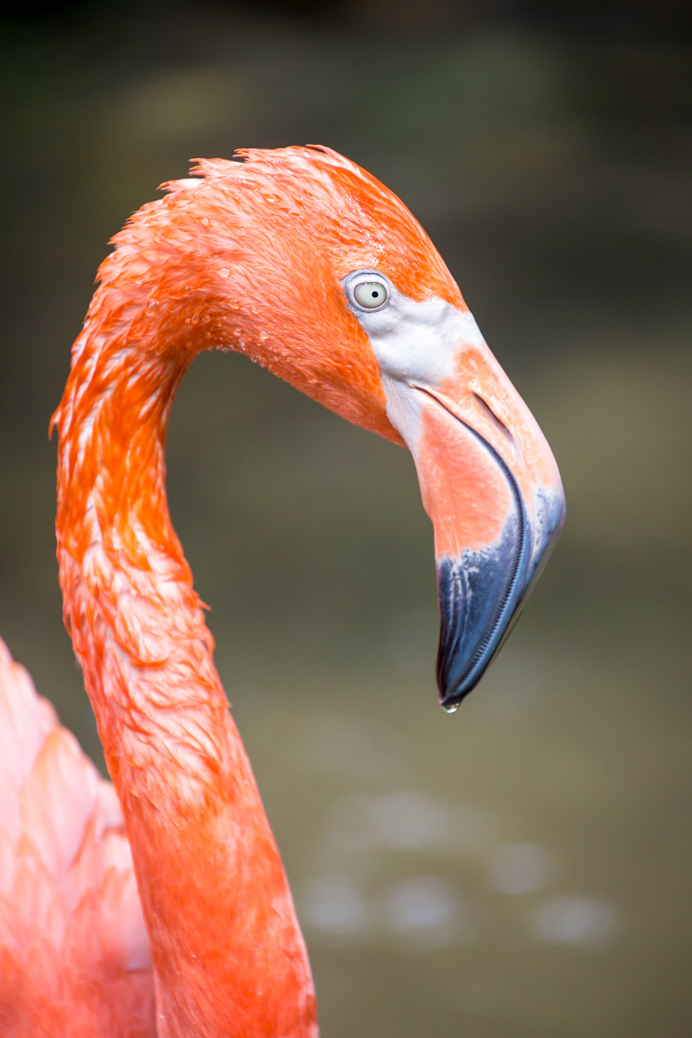 Flamingo, Everglades National Park, Florida, USA