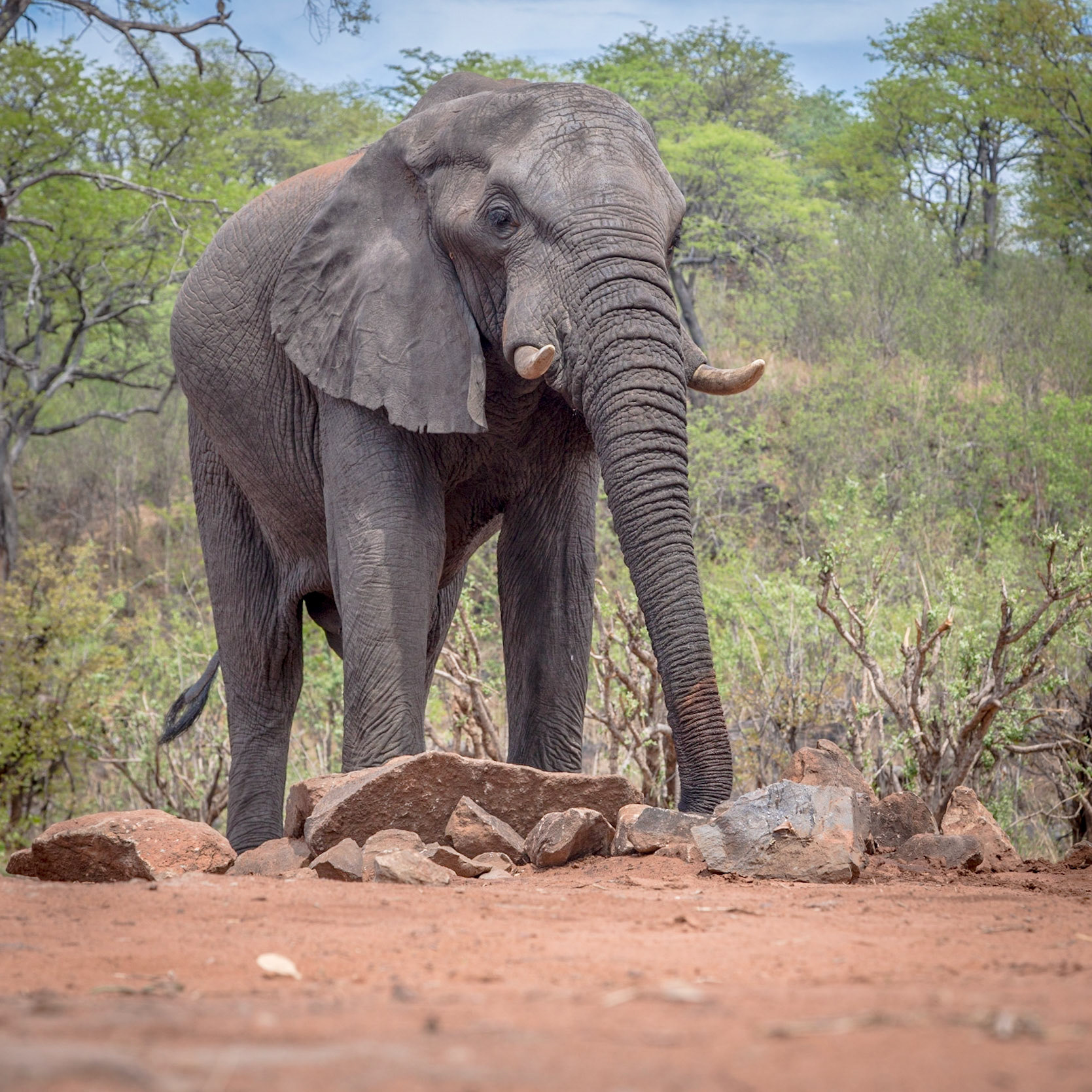 Elephant,  Savuti Marsh Area, Botswana