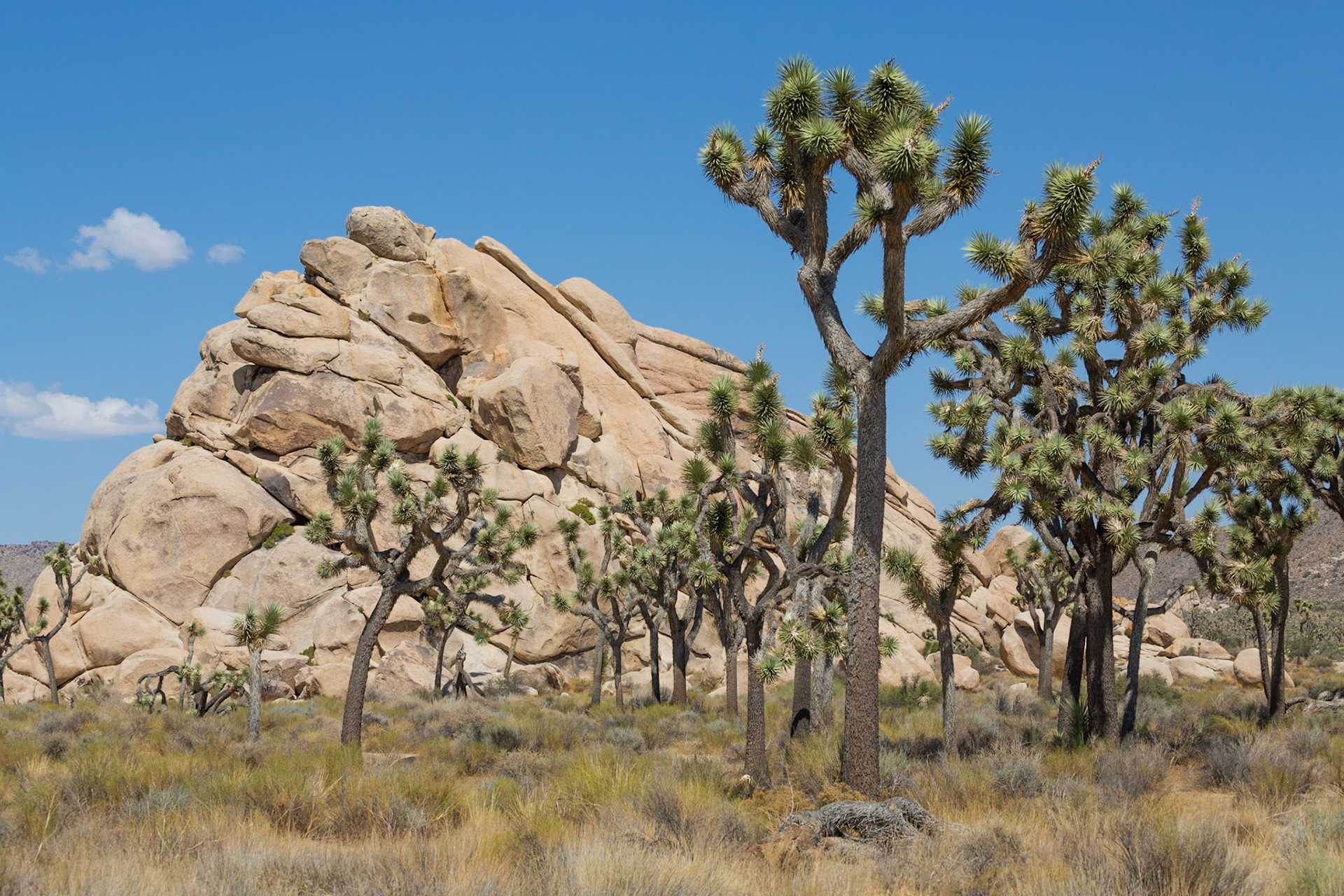 Joshua Tree National Park, California, USA