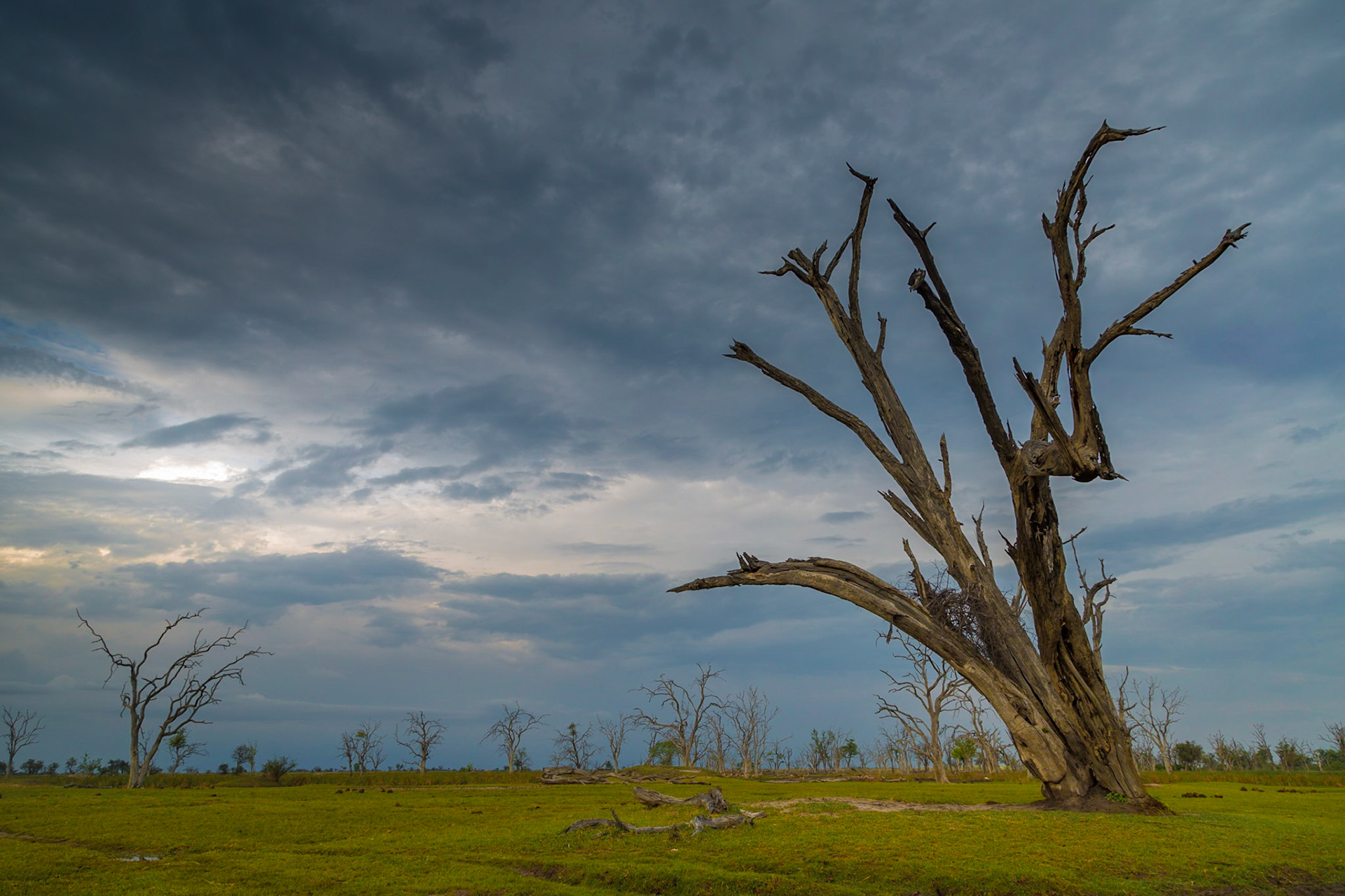 Dead Tree Island, Okavango Delta, Botswana