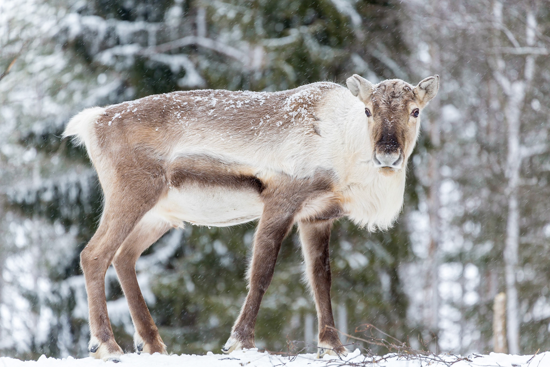 Reindeer, Arctic Circle, Finland