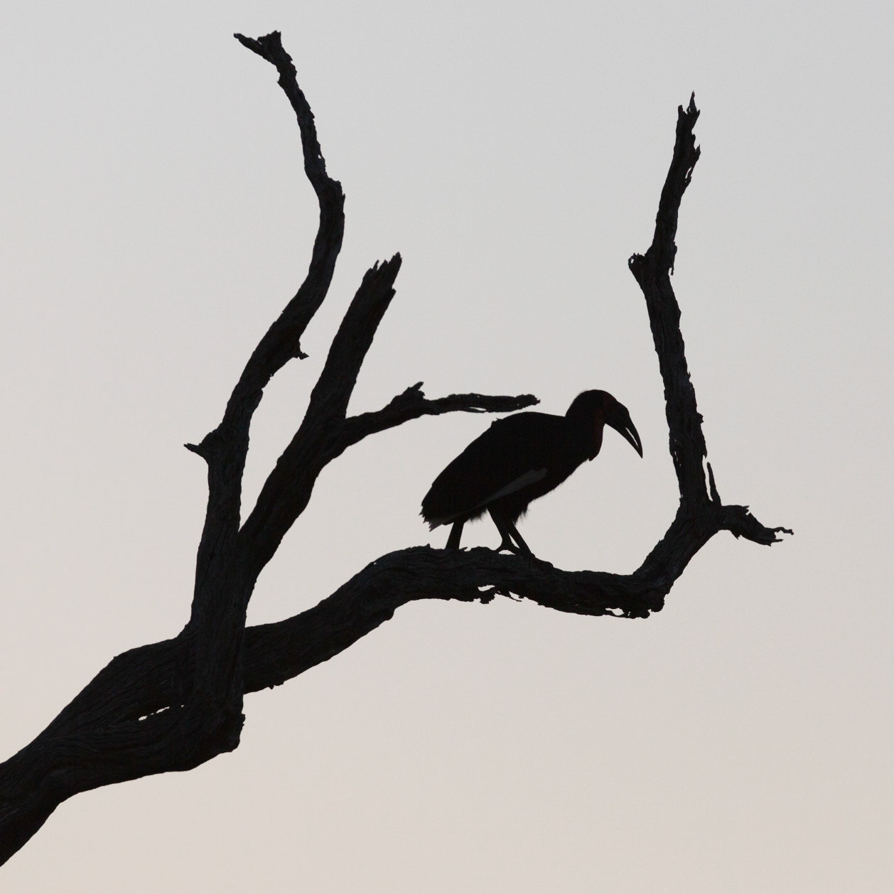 Yellow-Billed Hornbill, Timbavati Game Reserve, South Africa