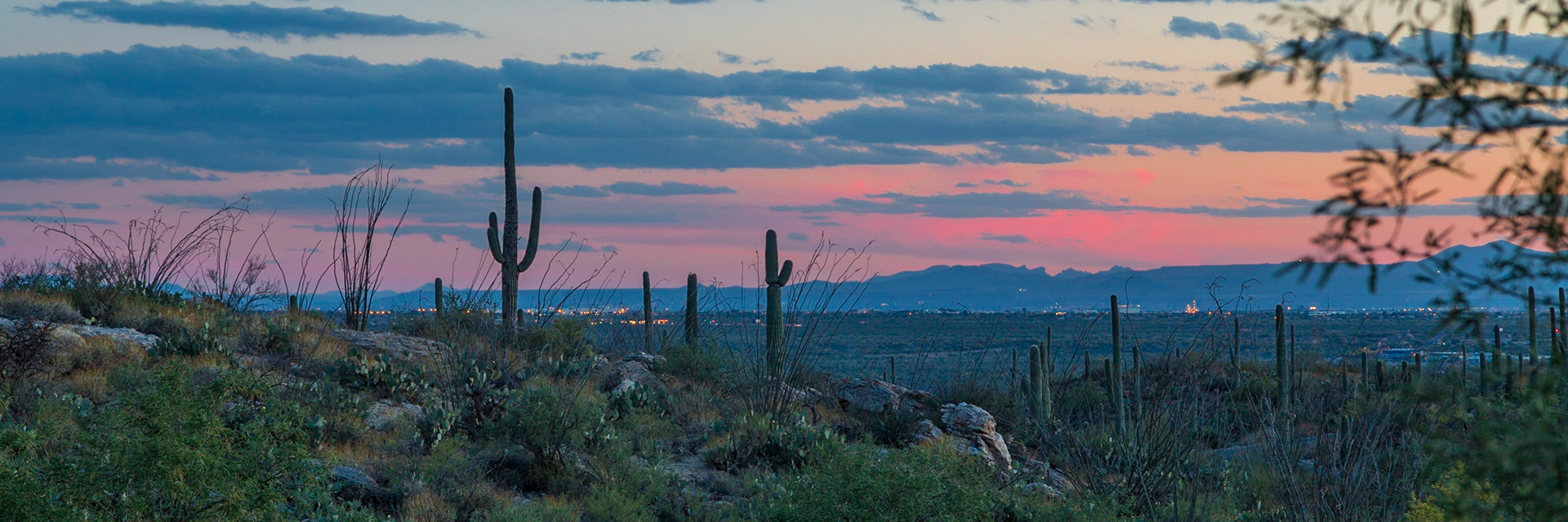 Saguaro National Park, Arizona, USA