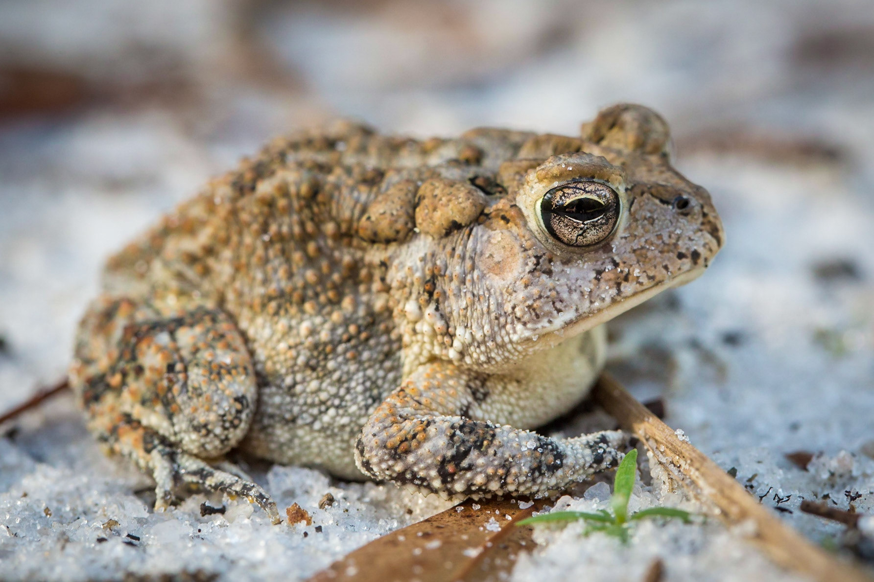 Oak Toad, Hortense, Georgia,, USA