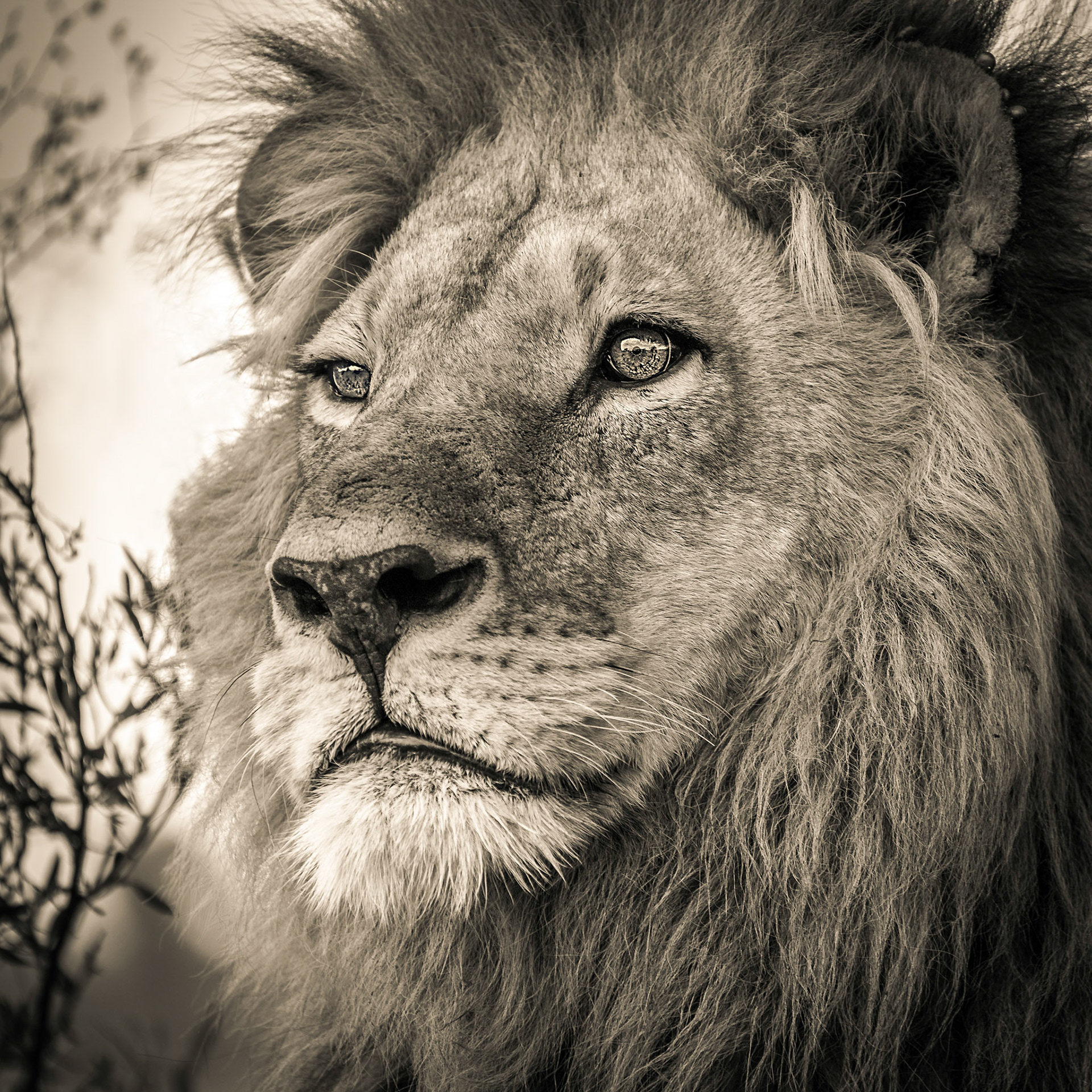 Lion, Okavango Delta, Botswana