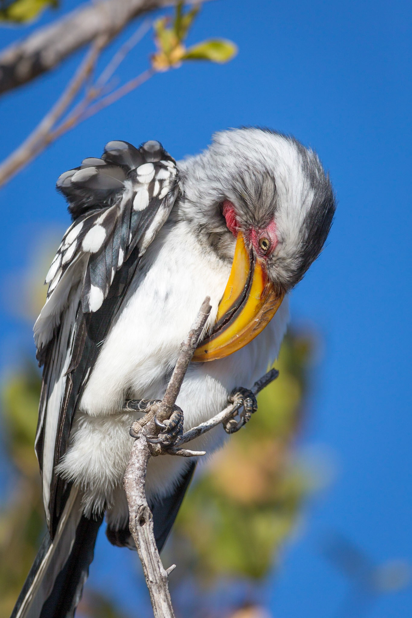 Yellow-billed Hornbill, Manyeleti Game Reserve, South Africa