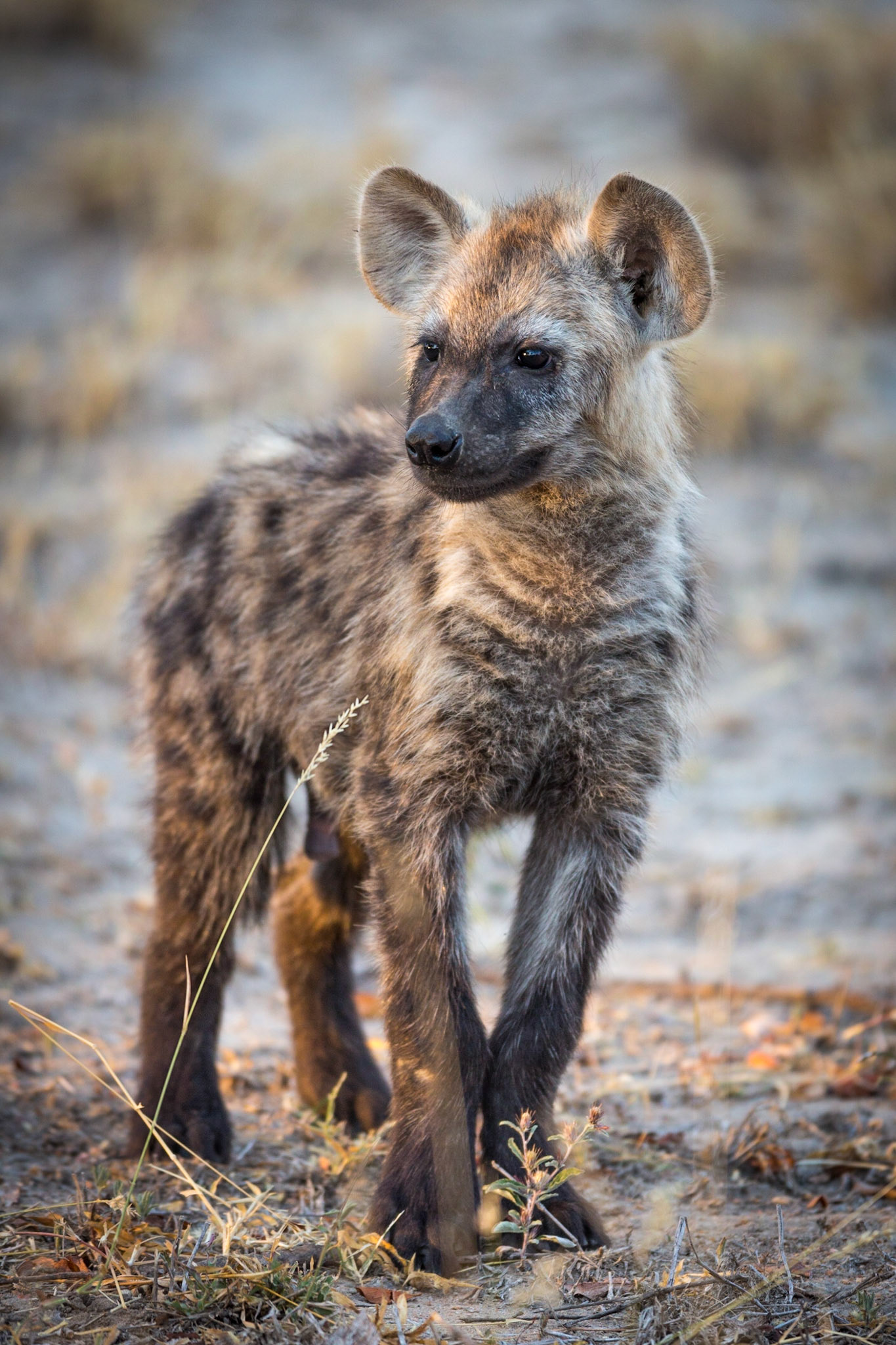 Spotted Hyena, Timbavati Game Reserve, South Africa