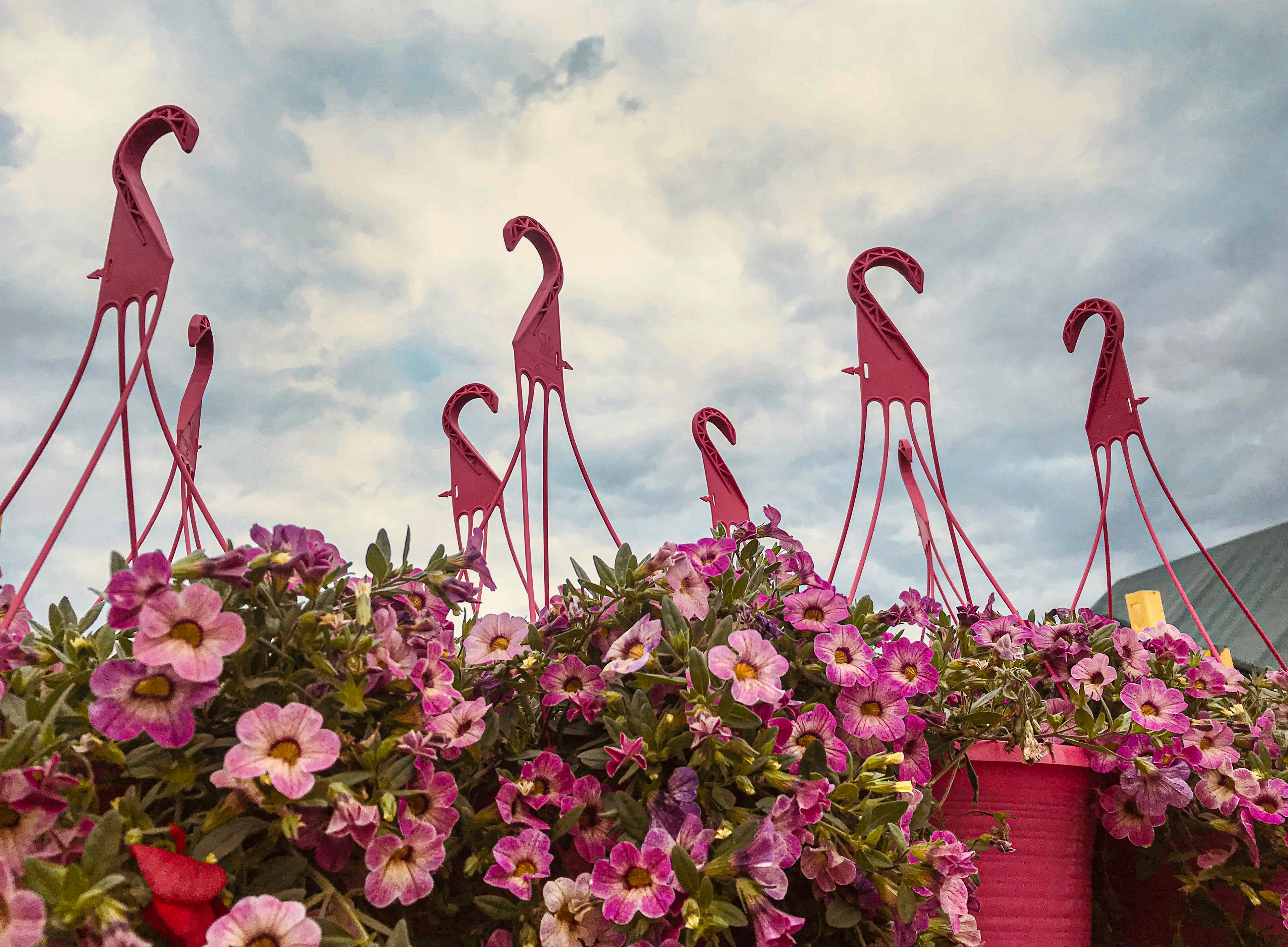 Flamingos