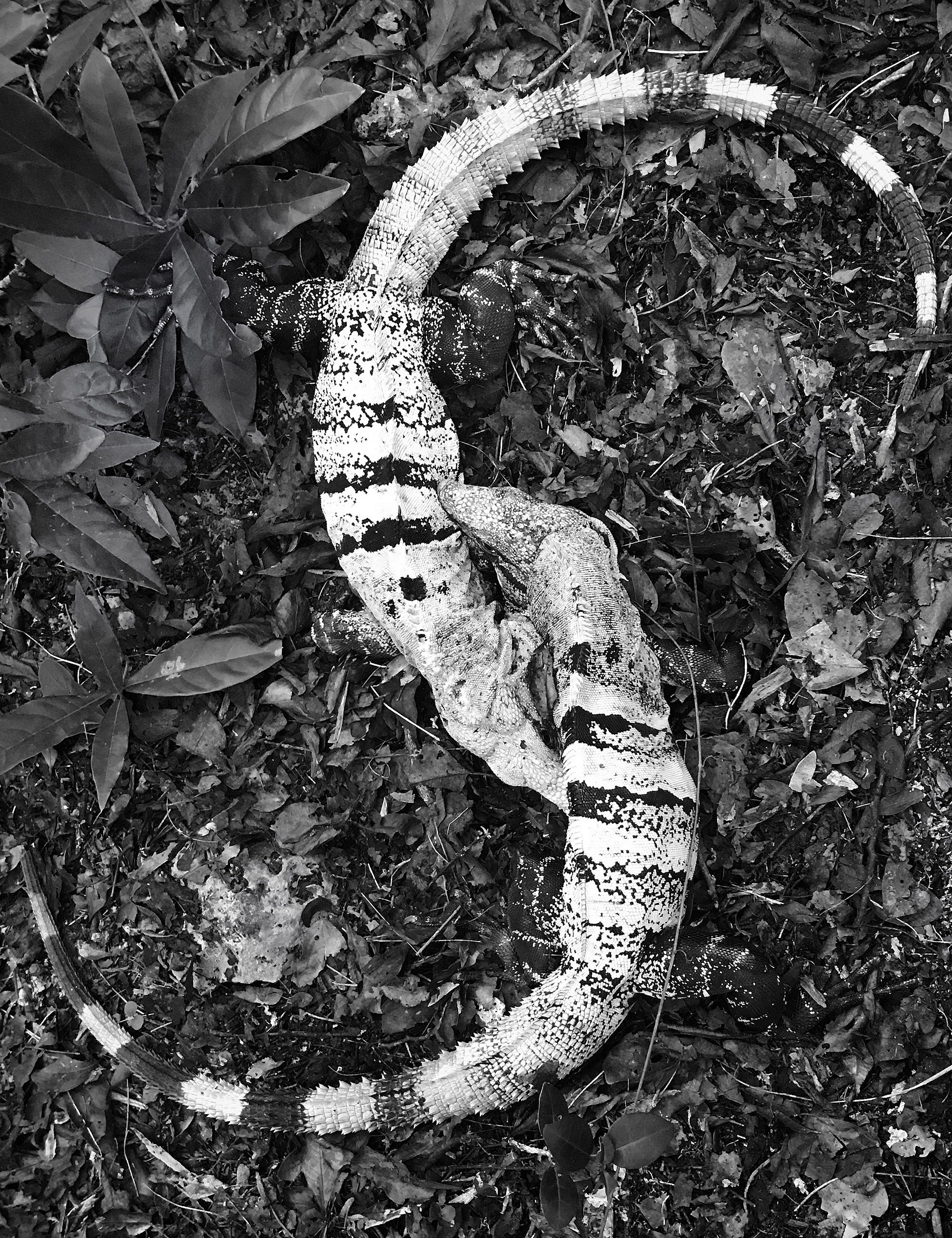 Iguanas