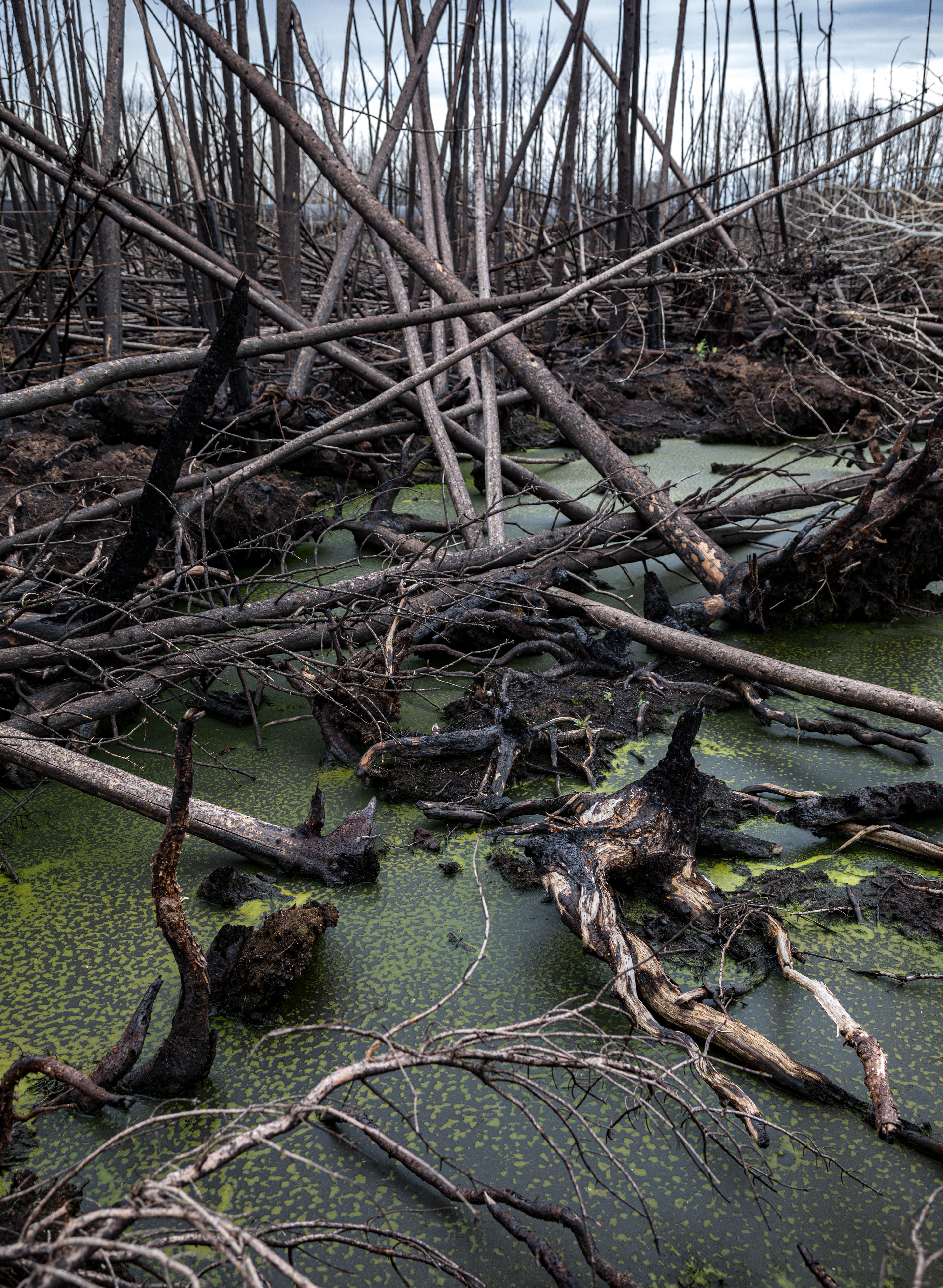 Burned forest, Evansburg, Alberta
