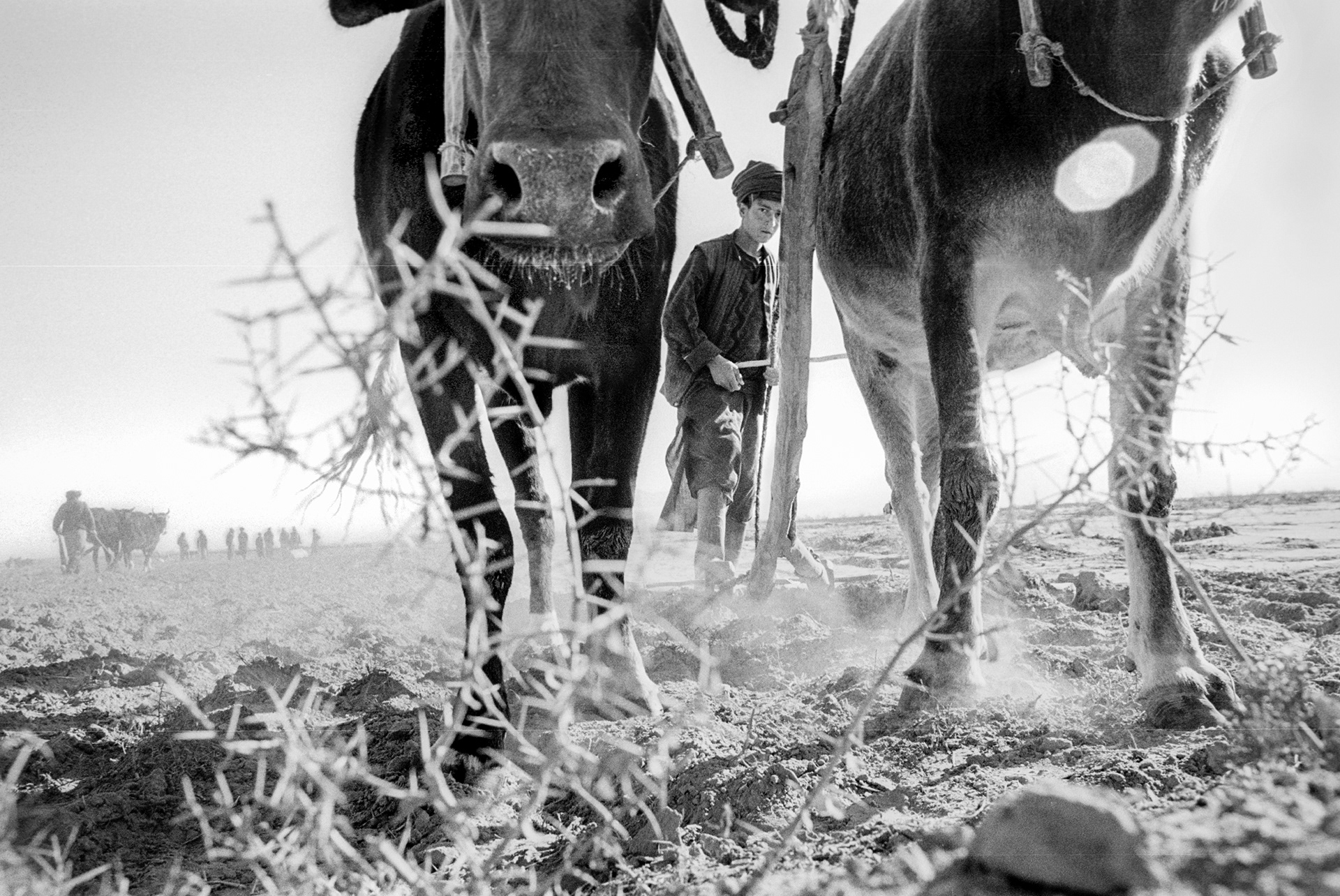 Southern Afghanistan, the drought of 2000
