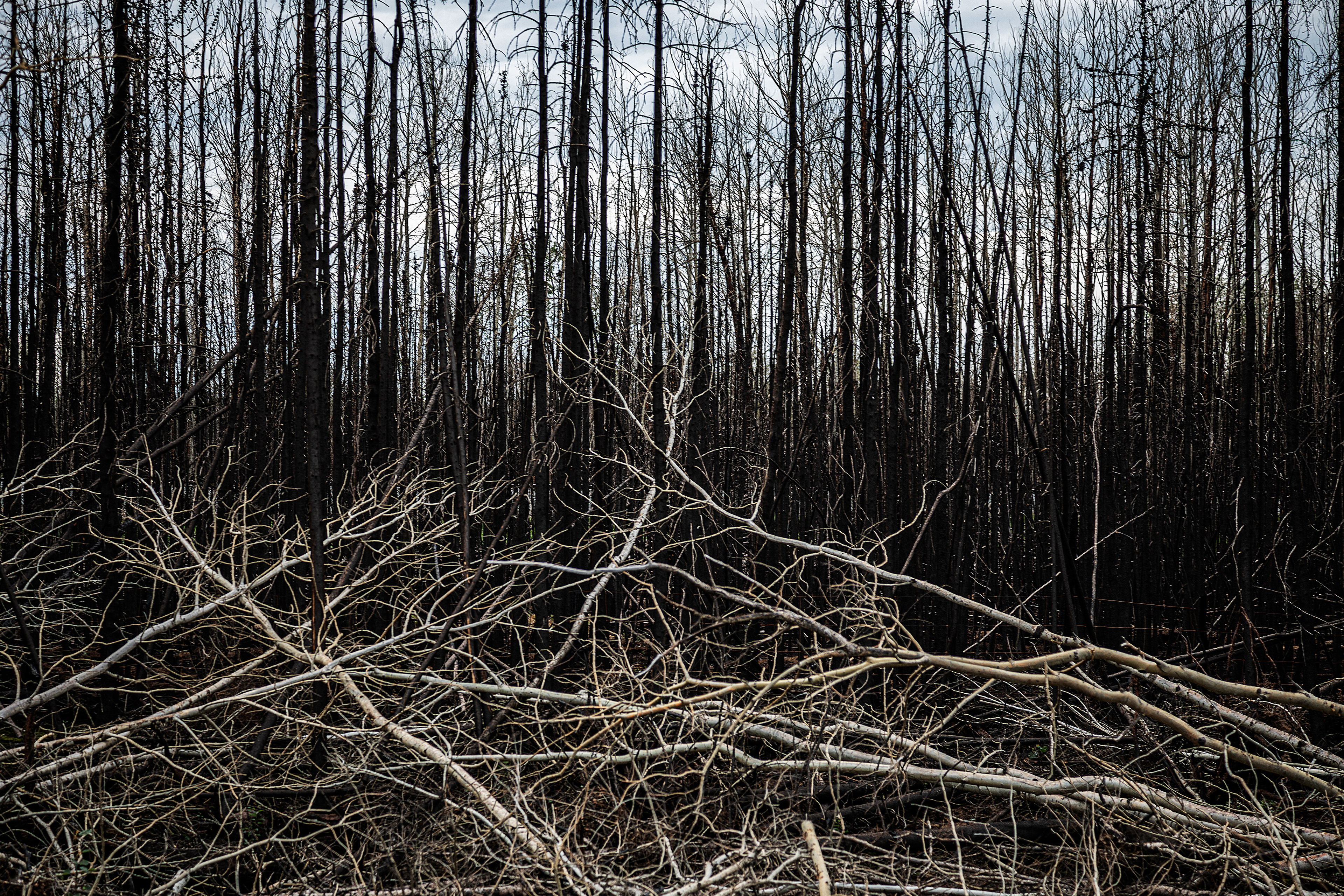 Burned forest, Evansburg, Alberta