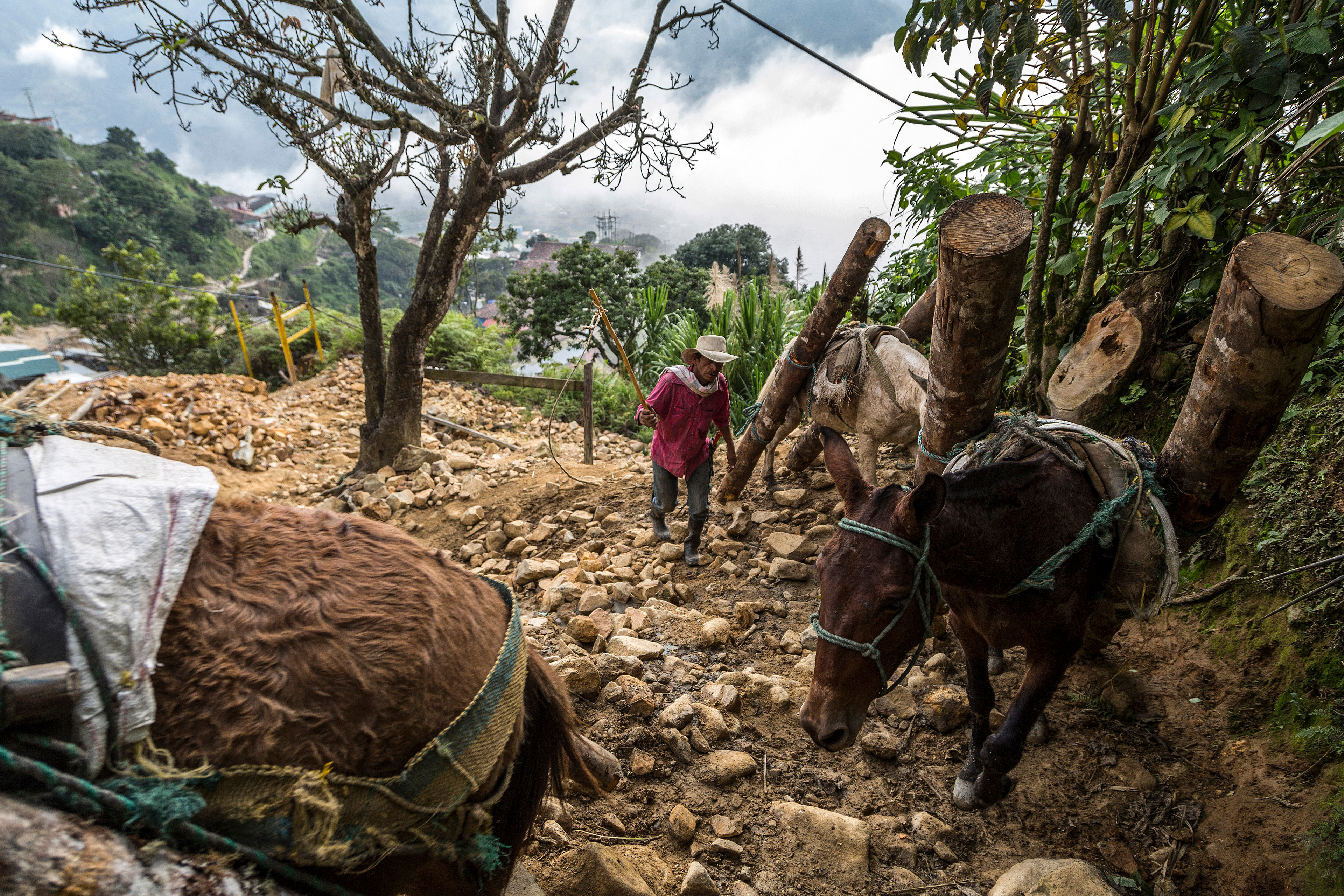 Climbing El Burro with logs used to reinforce mine shafts