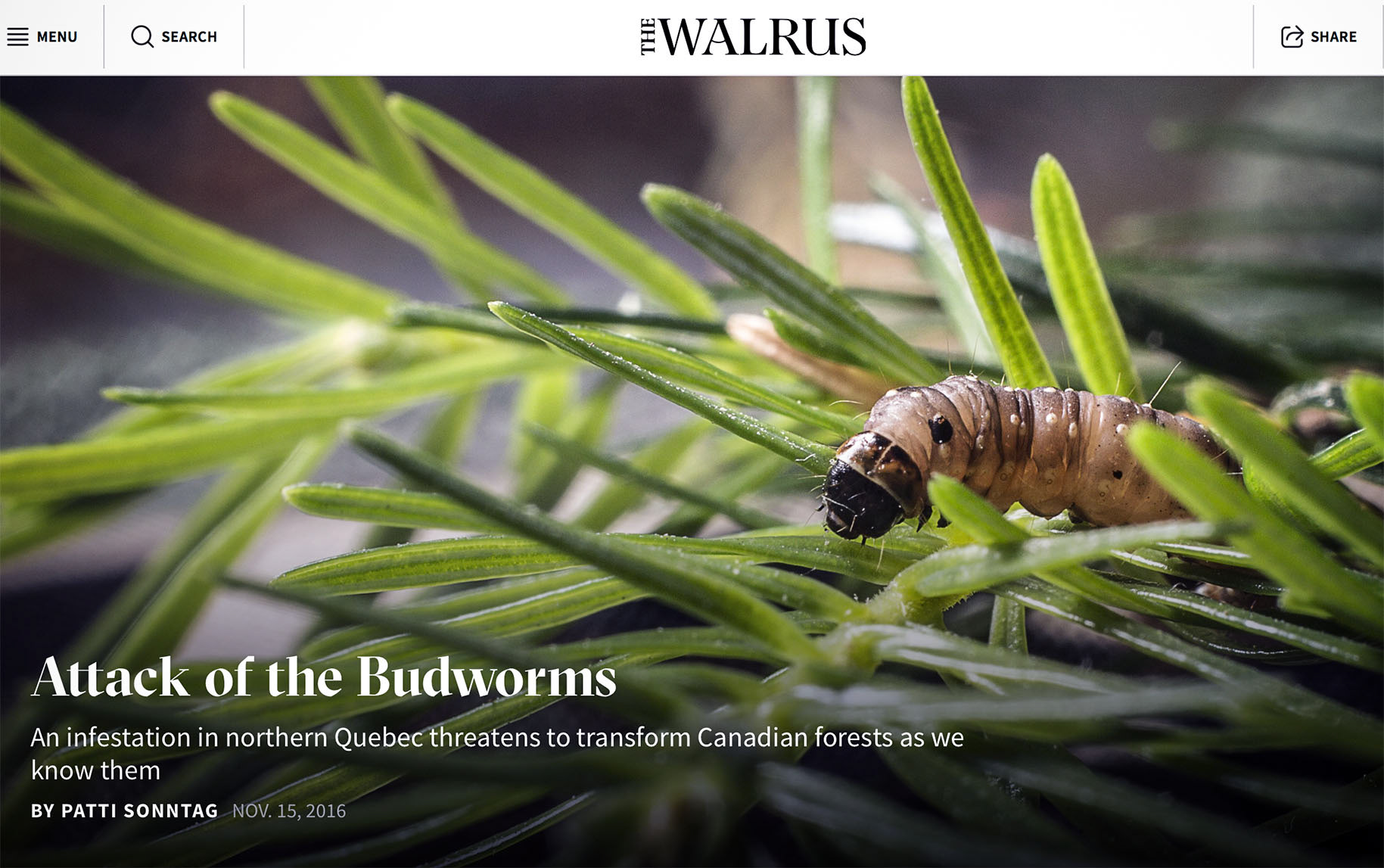 for the Walrus Magazine --the budworm infestation 