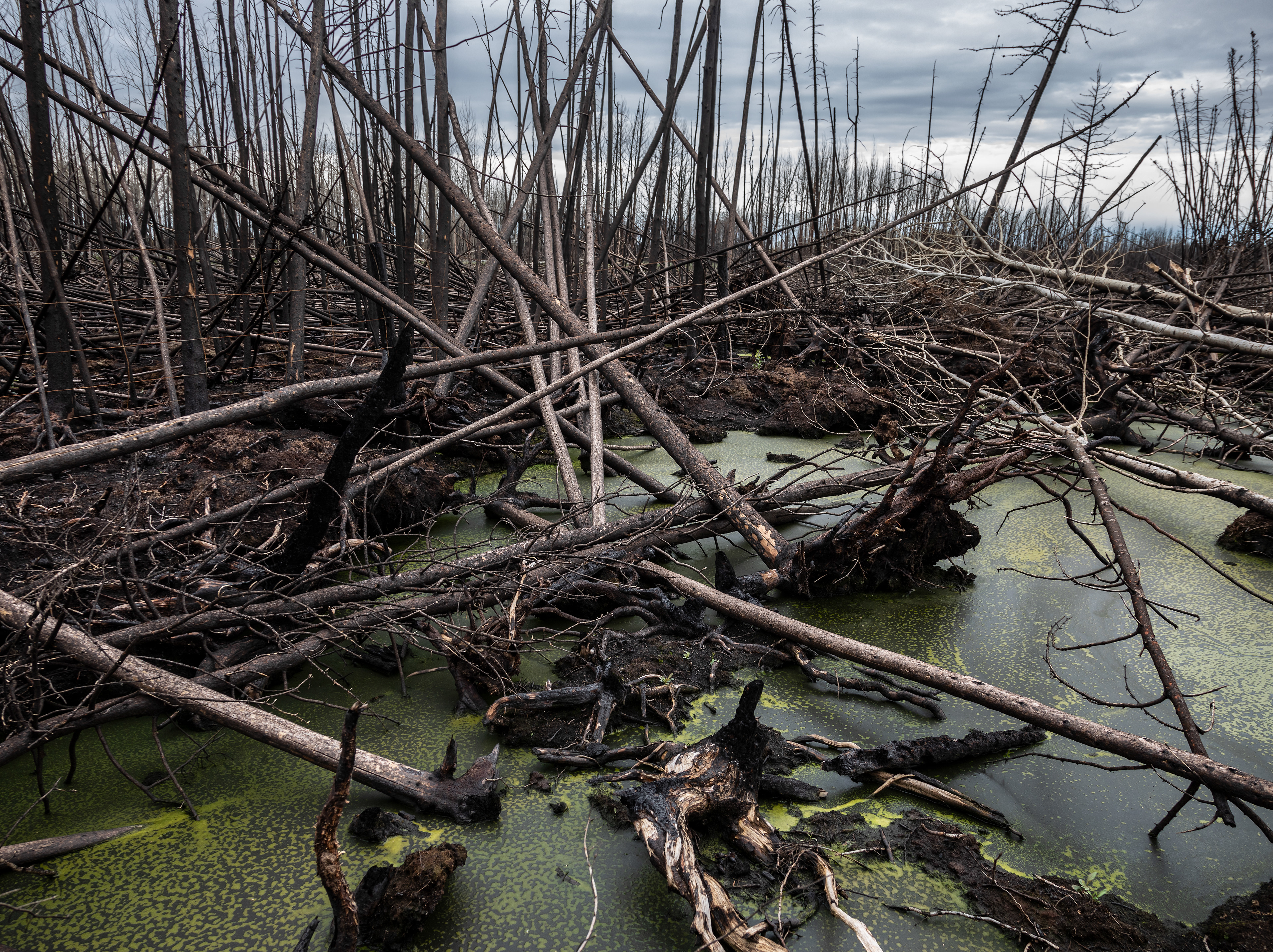 Forest fire damage, Evansburg, Alberta, August 2023