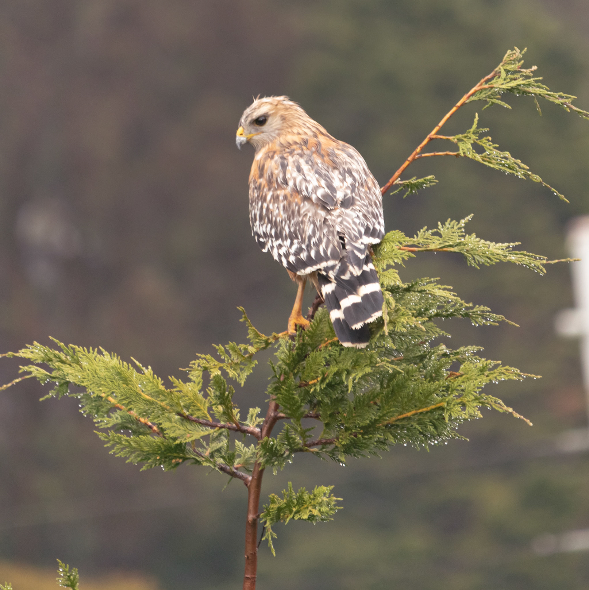 naturephotography hawk