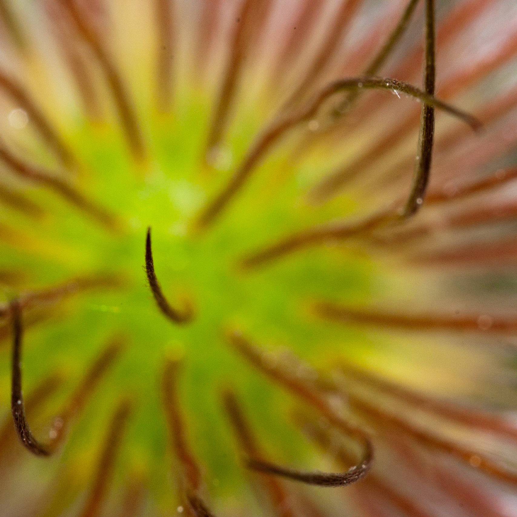 War of the worlds was on TV the other night.  Then I got this shot at the St. Albert botanical gardens and it reminded me of that movie.
