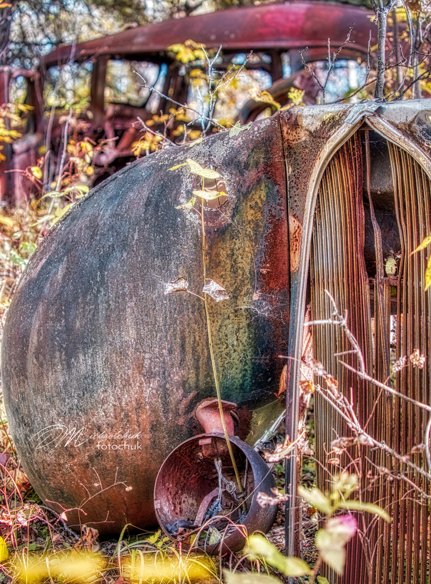 This rust bucket appears to have crashed into a tree about 70 years ago.  The front of the truck is peeled away from the base but is stil attached through strip of fendor.  Then the forest grew around it.