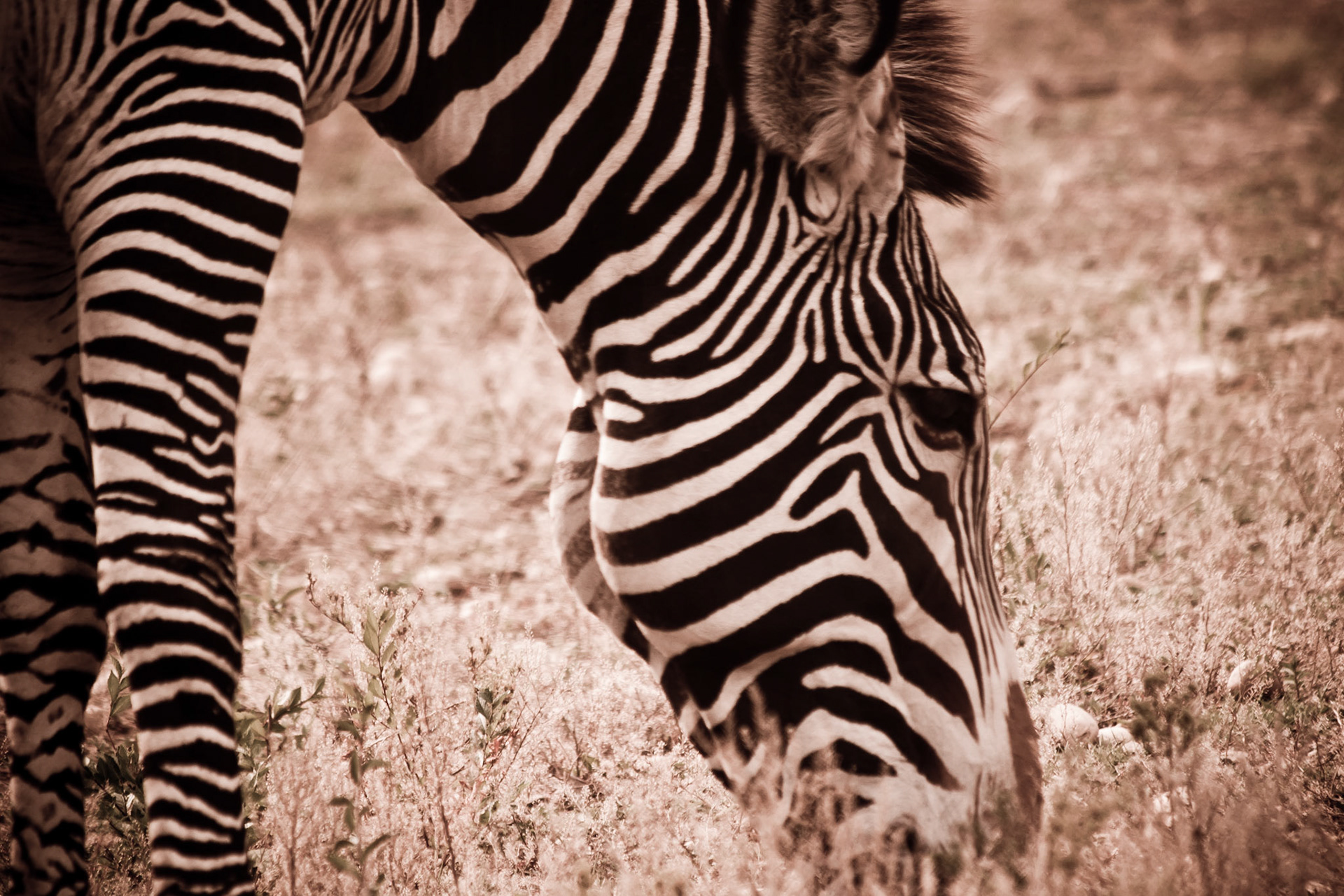 A zebra grazes in the tall grass, processed in sepia.