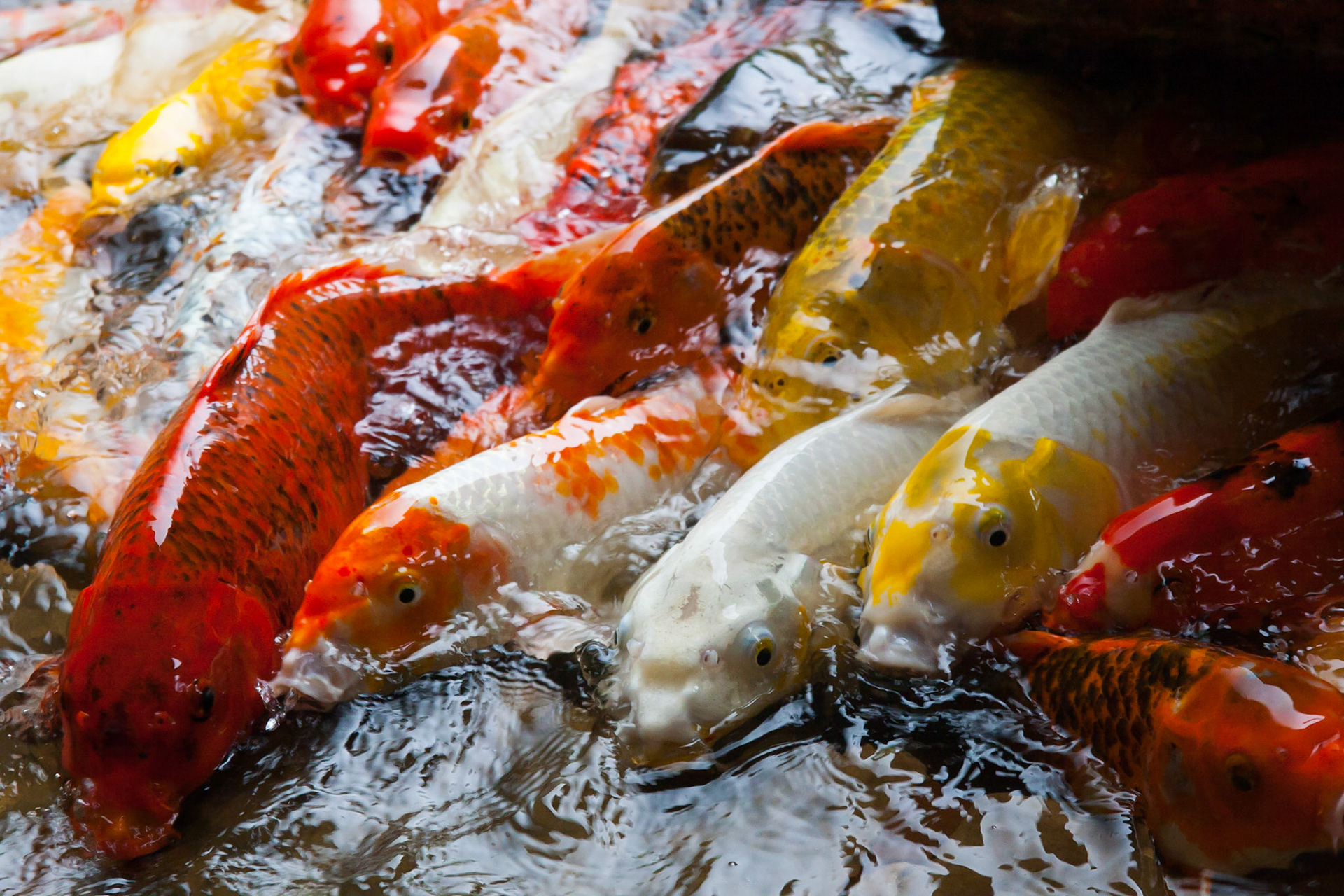 The koi here are lining up for the kids to feed them at the Kauai Marriott resort.