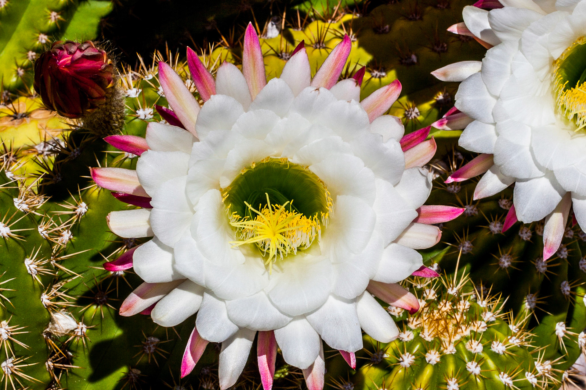 Large white petals, I just love these flowers.