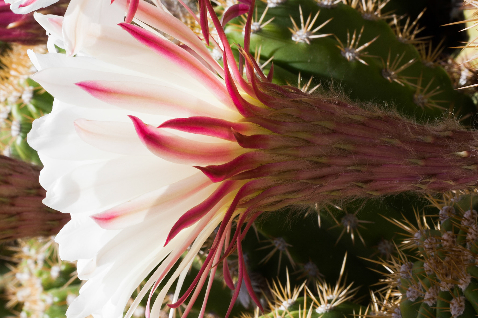 These amazing flowers coming off the cactus have long woven exterior petals.