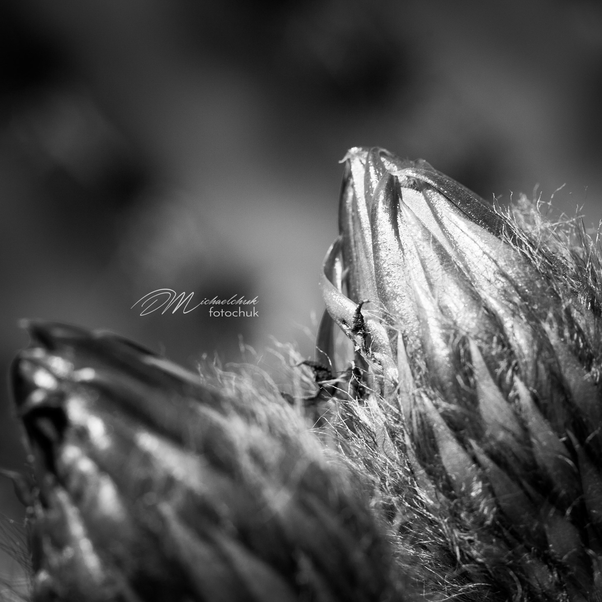 A pair of cactus flower buds prepare to bloom.