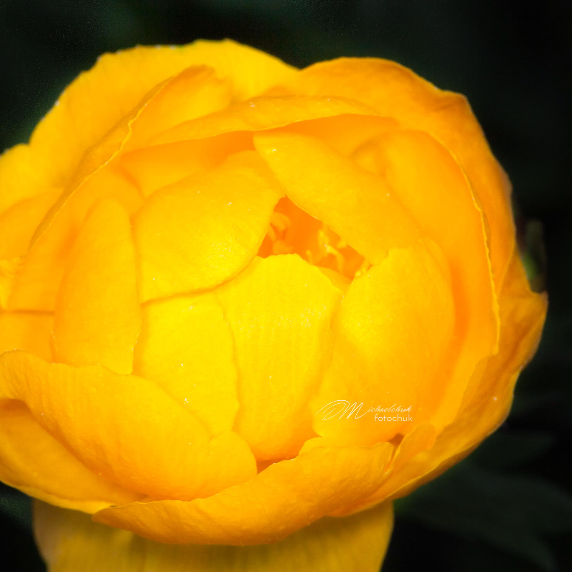A yellow flower with lots of pedals just opening up.  I think it is a dahlia.