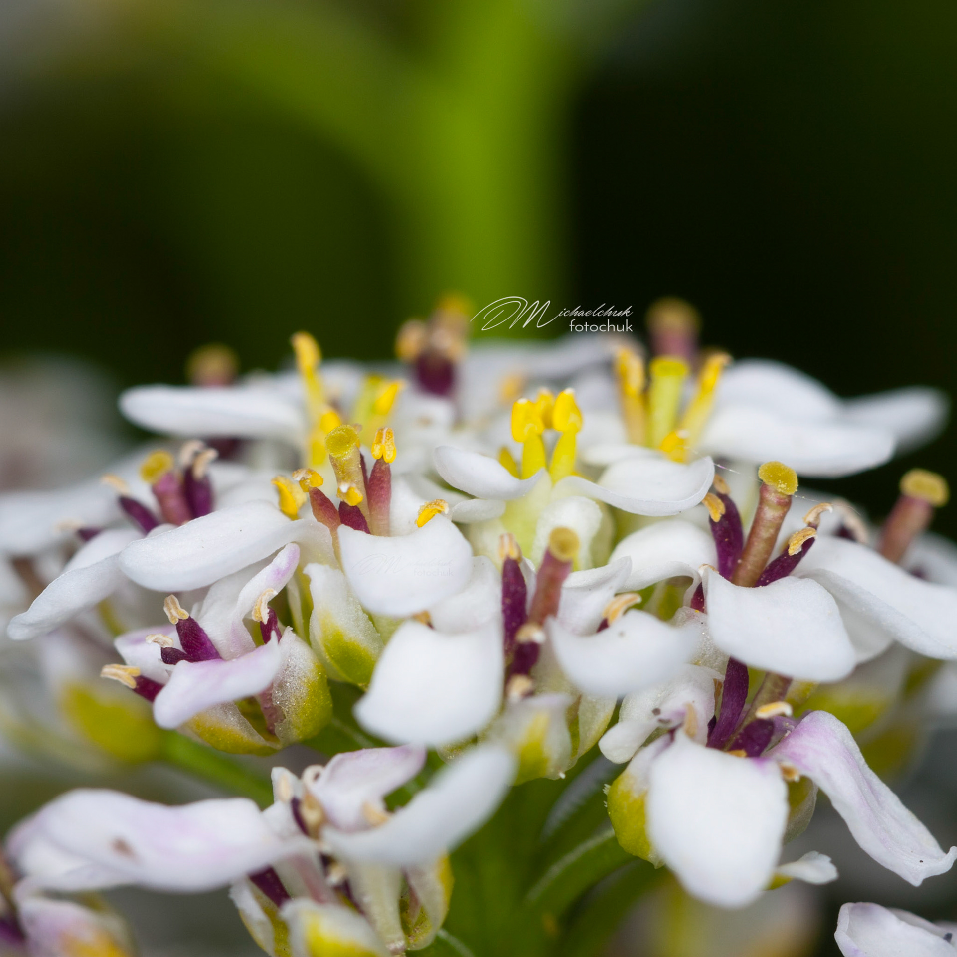 I don't know what this flower is and I looked through a lot of possibilities on the net.  If you know, please let me know.