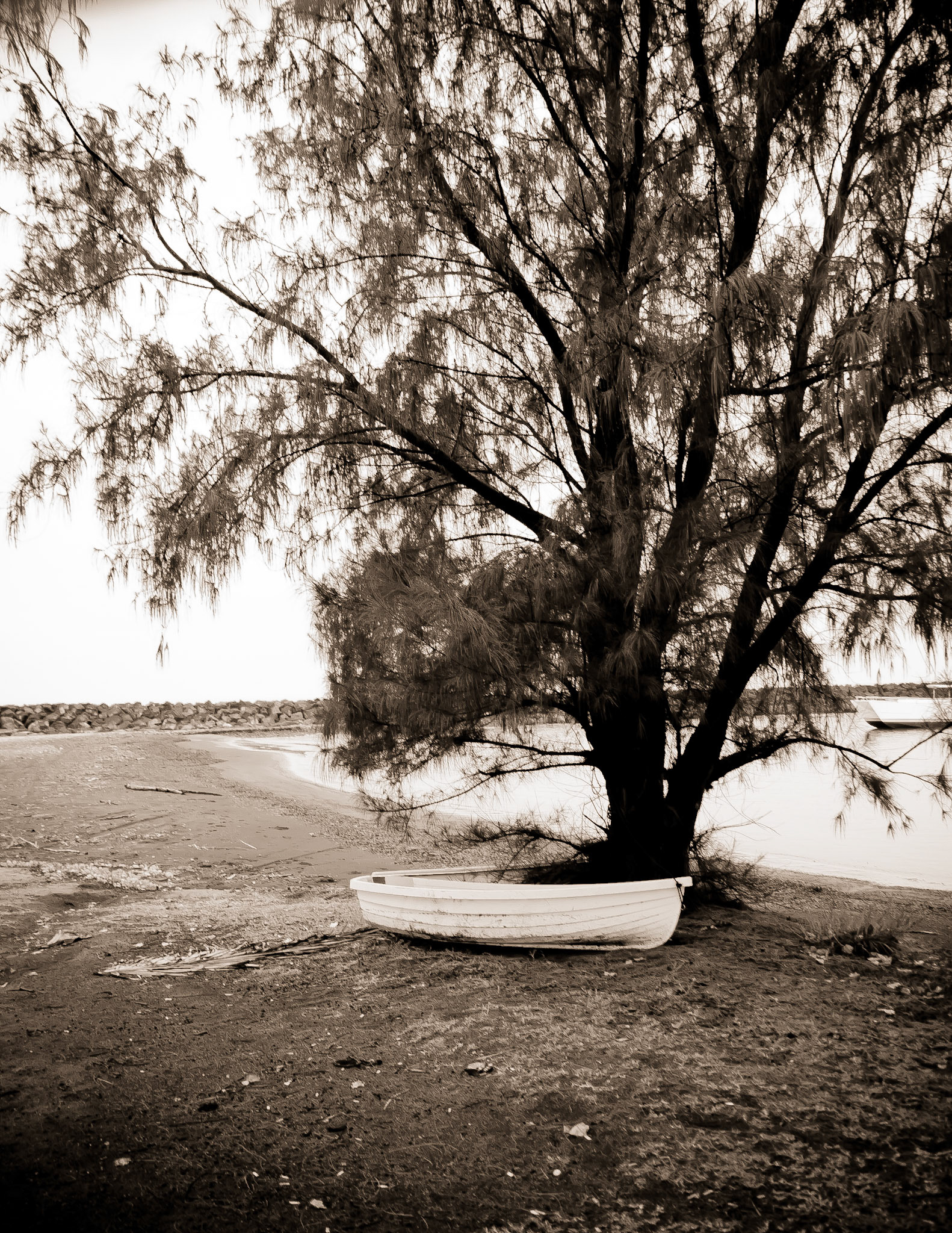 This small rowing boat was tied to the tree at a small boat harbor in Kauai.  I processed it in in a slight sepia with an aged feel to it.