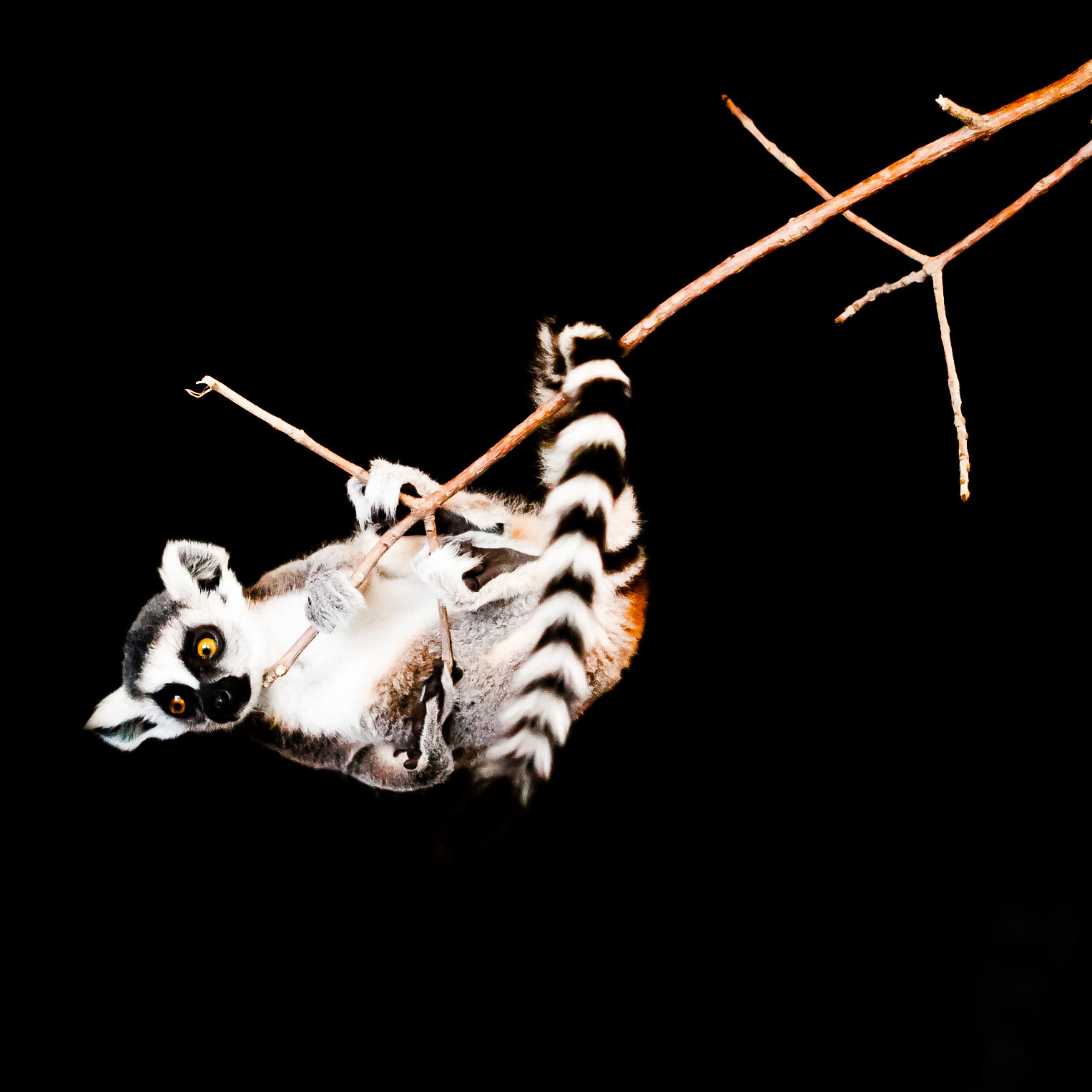 This lemur is hanging on the end of the branch in the Edmonton Zoo. Part 3 of a series.