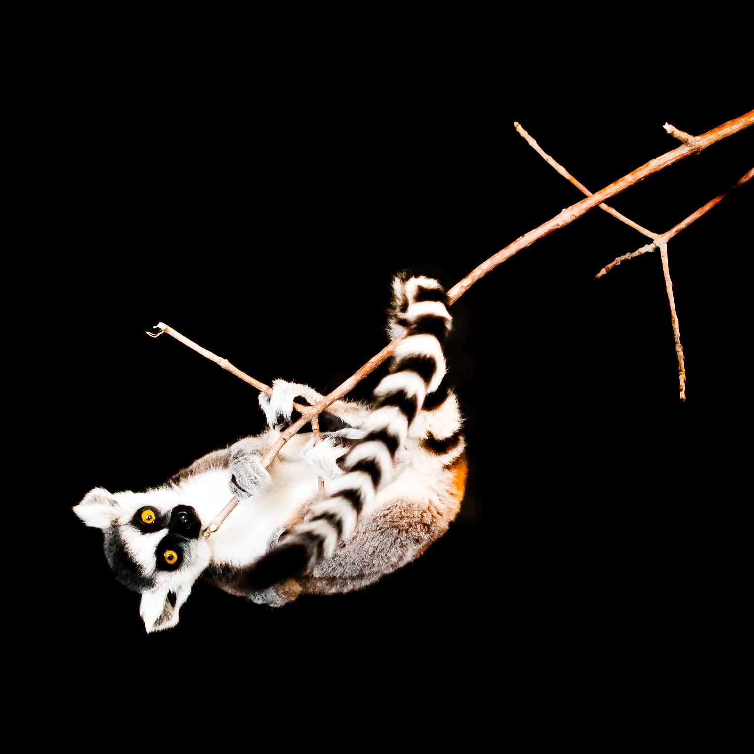 This lemur is hanging on the end of the branch in the Edmonton Zoo.  Part 2 of a Series