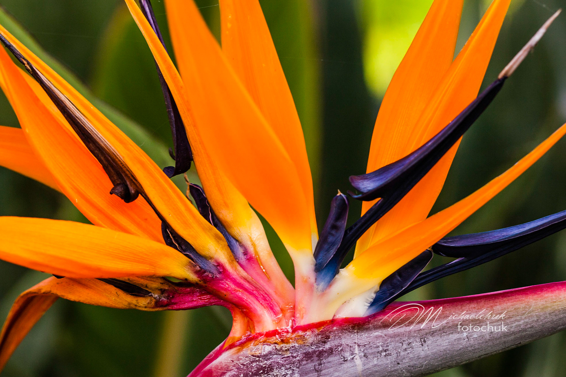 This is a side profile photo of the beautiful Birds of Paradise flower taken in Kauai.  I love this angle and the complexity and beauty of these flowers.