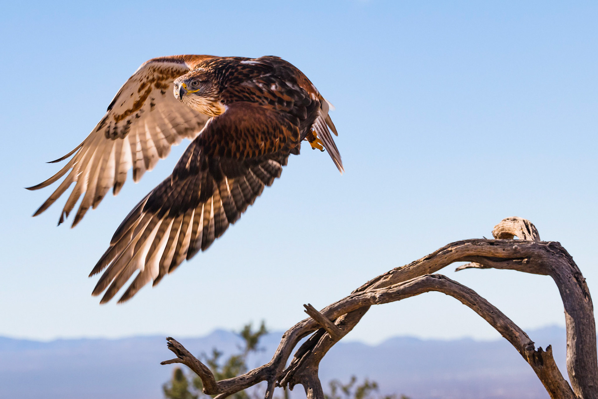 This Hawk takes flight off a branch near Tucson Arizona with his intense eyes full of purpose.