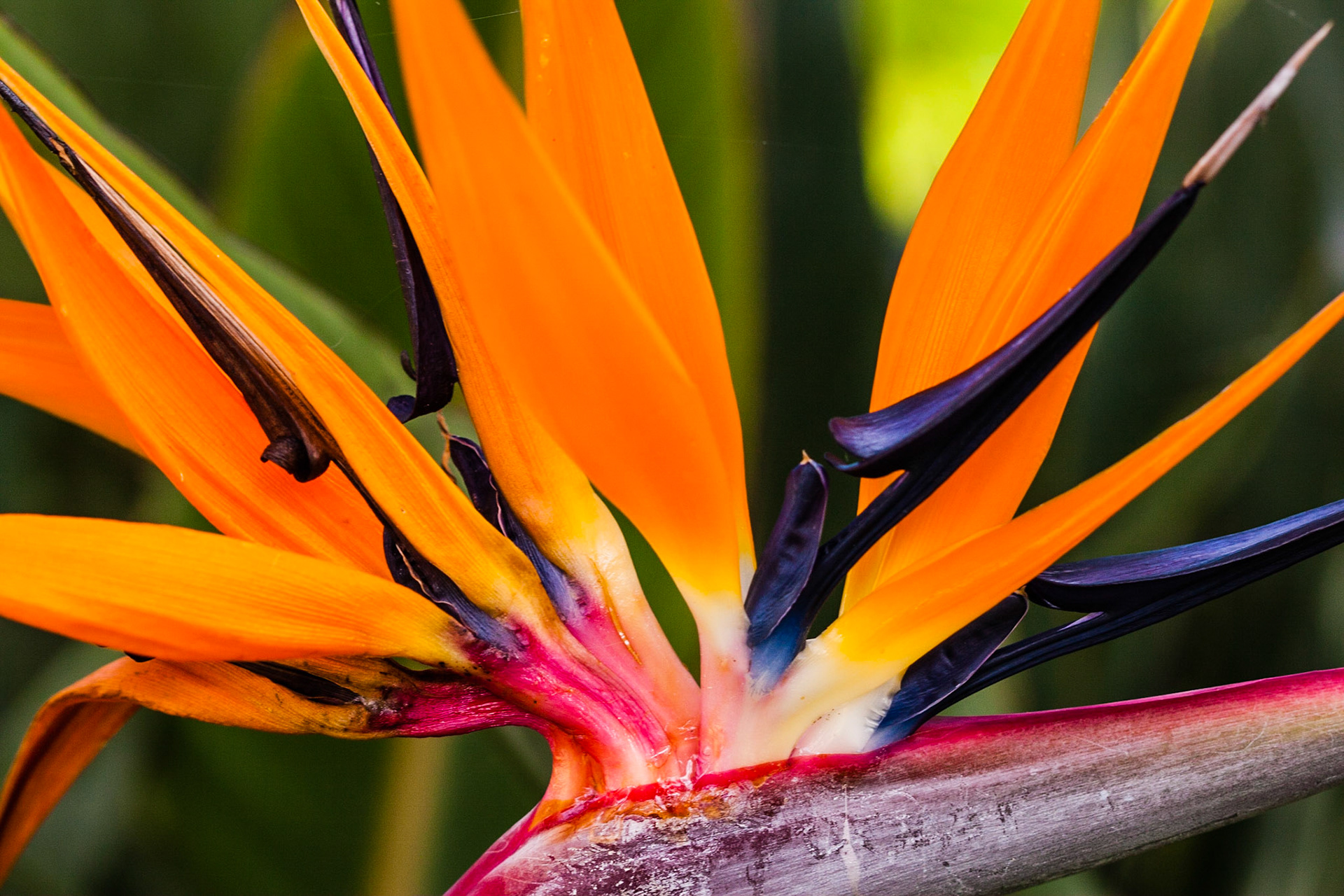 This is a side profile photo of the beautiful Birds of Paradise flower taken in Kauai.  I love this angle and the complexity and beauty of these flowers.