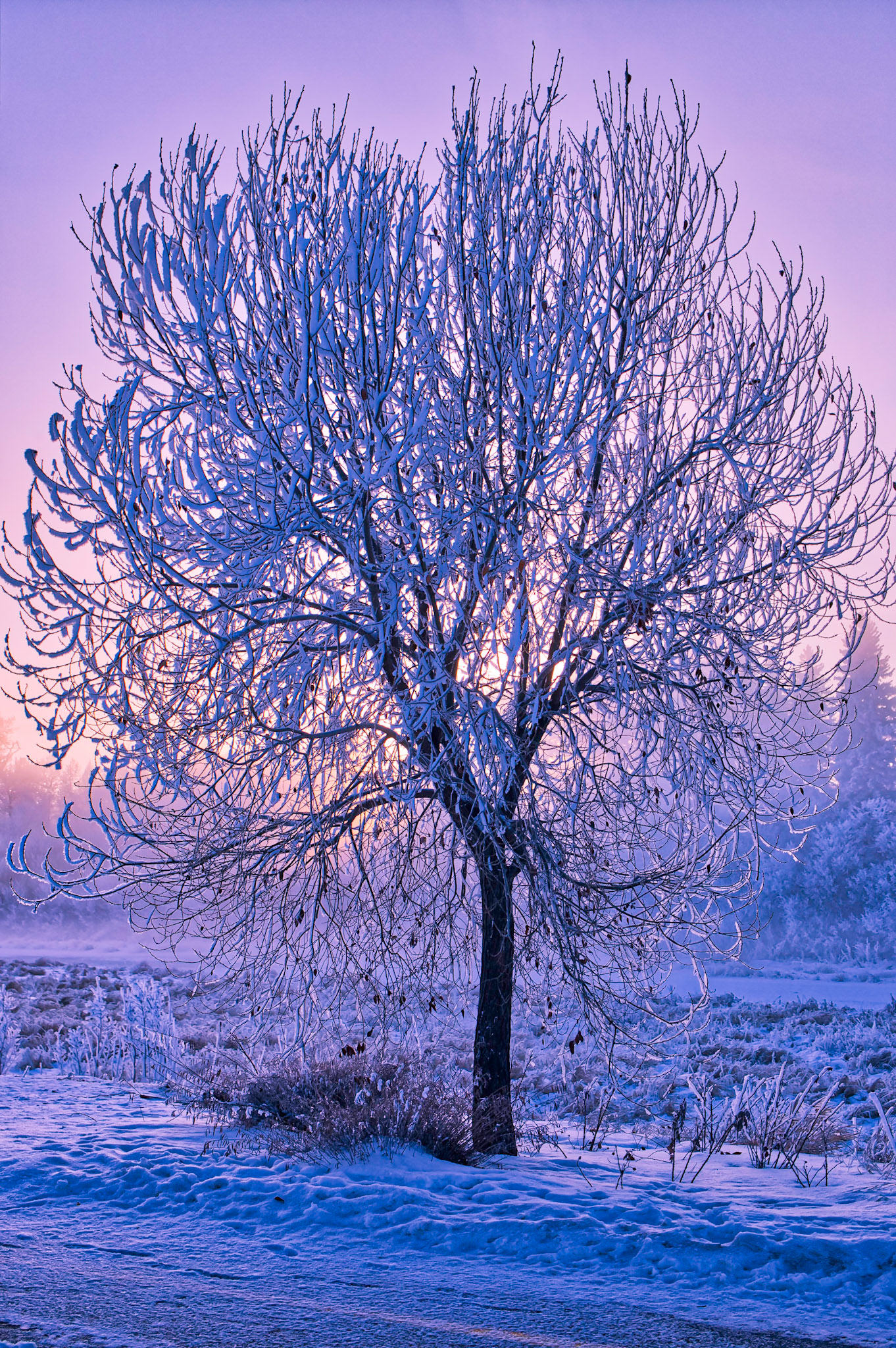 One of a series of 4 this amazing hoar frost at sunrise on the sturgeon river in St. Albert Alberta on an amazing morning.