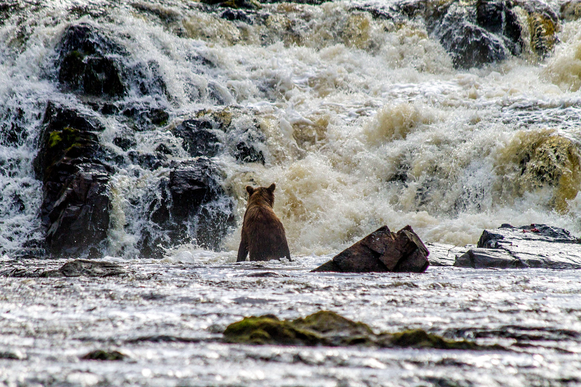 In an Alaskan creek, this grizzly looks for his next meal.
