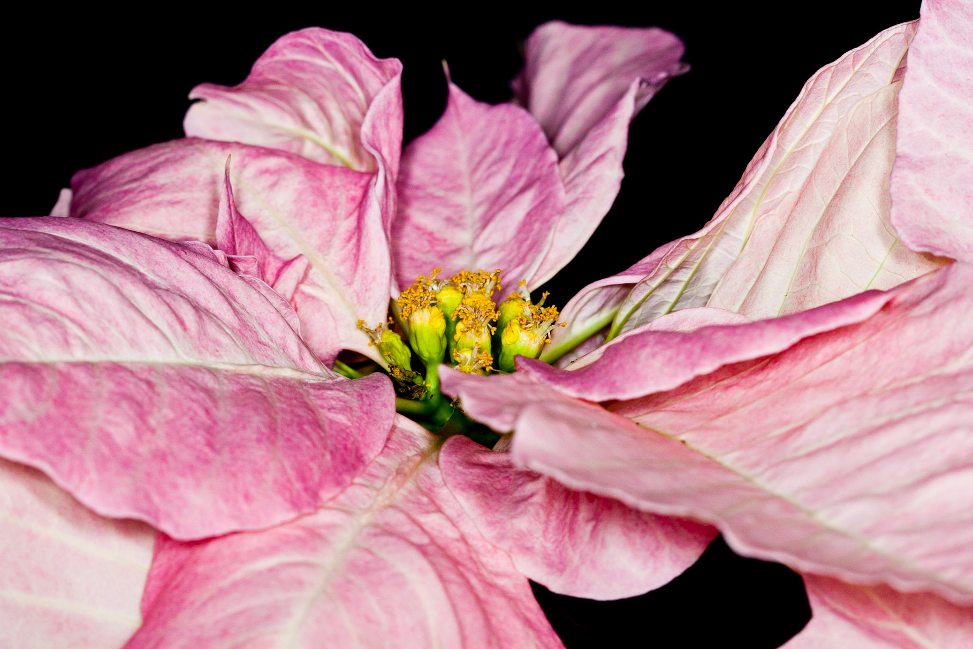 This macro shot is a close up of a pink poinsettia with a high contrast process.  Shot with a ring flash to create a black background.